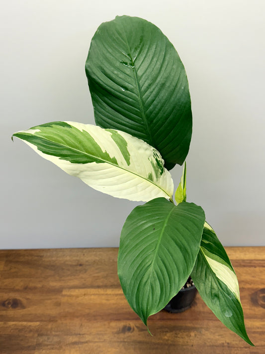 Spathiphyllum Picasso Variegated Peace Lilly P1