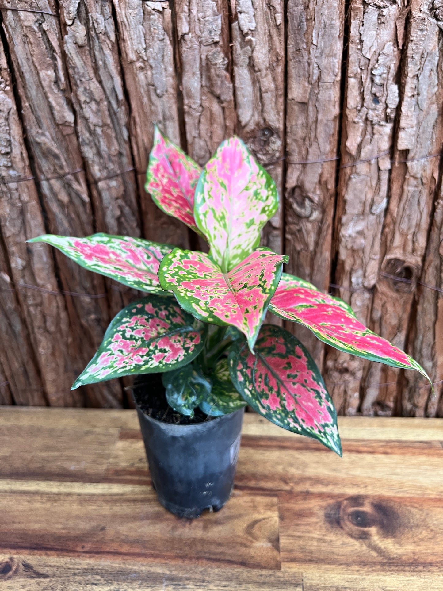 Aglaonema Auspicious Red B214