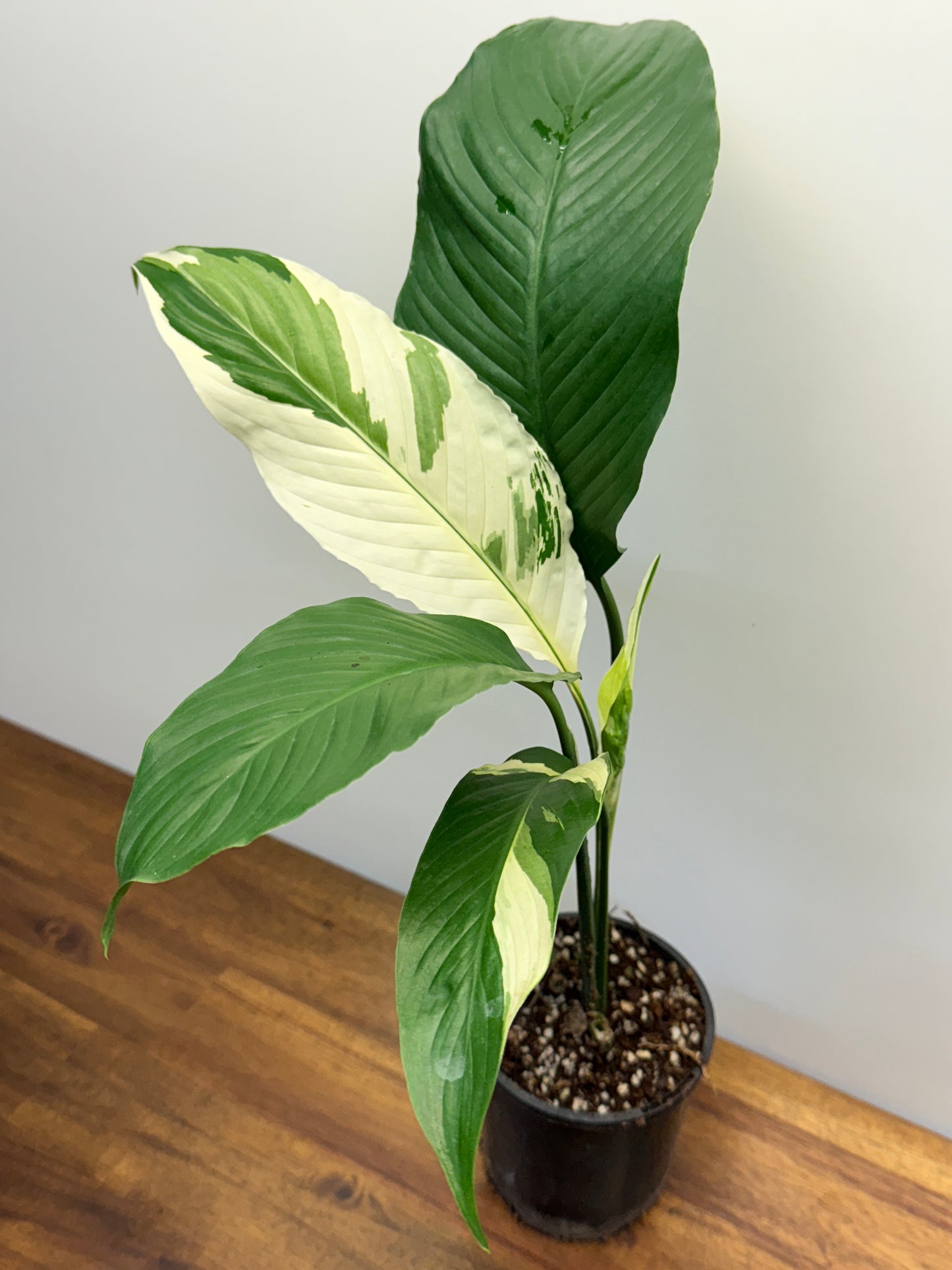 Spathiphyllum Picasso Variegated Peace Lilly P1