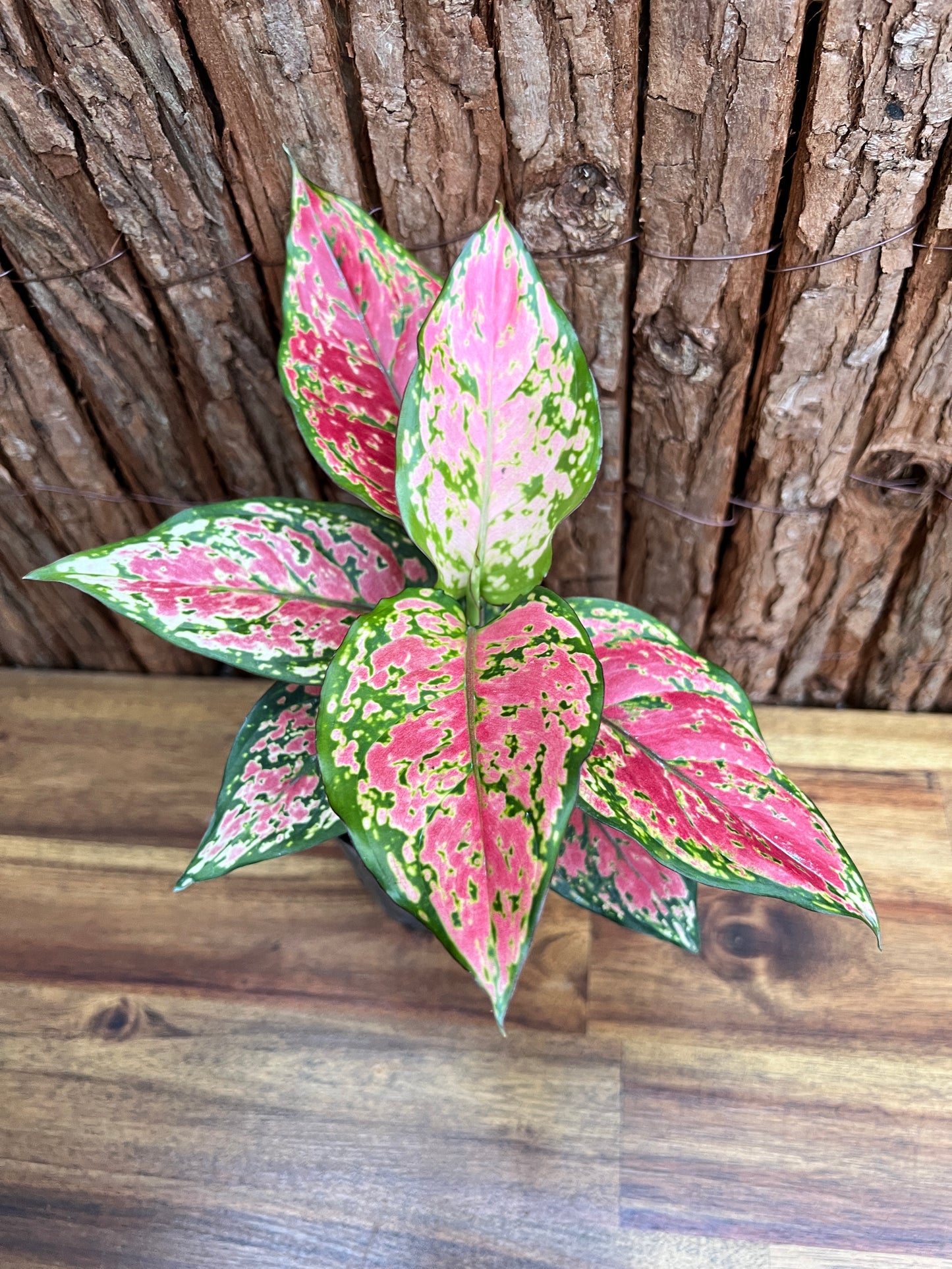 Aglaonema Auspicious Red B214