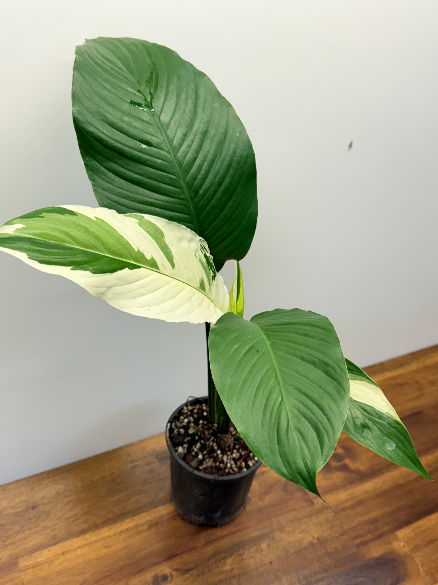 Spathiphyllum Picasso Variegated Peace Lilly P1