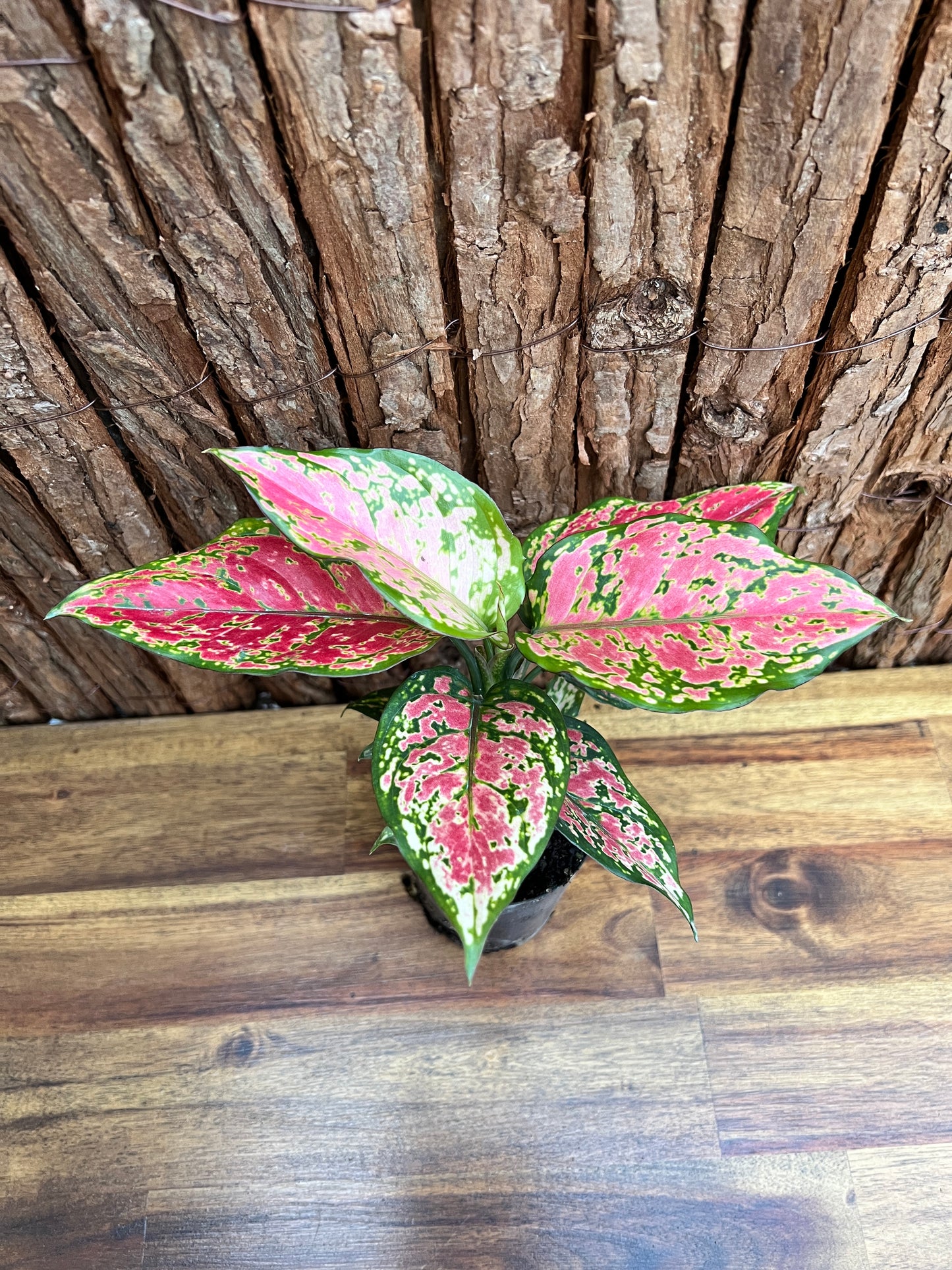 Aglaonema Auspicious Red B214