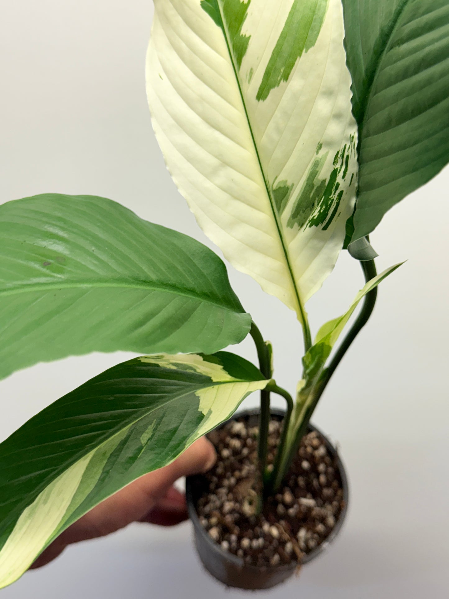 Spathiphyllum Picasso Variegated Peace Lilly P1