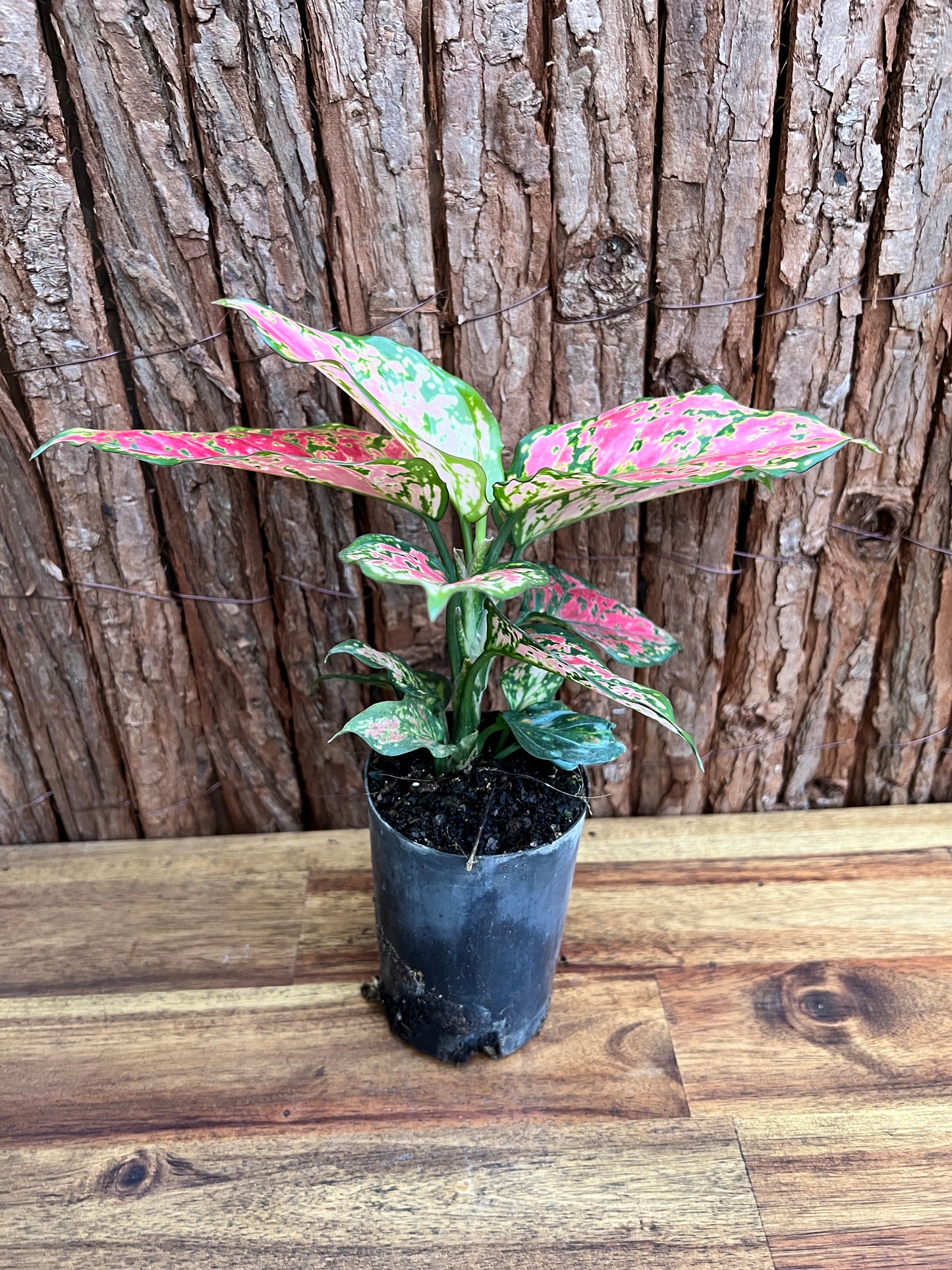 Aglaonema Auspicious Red B214