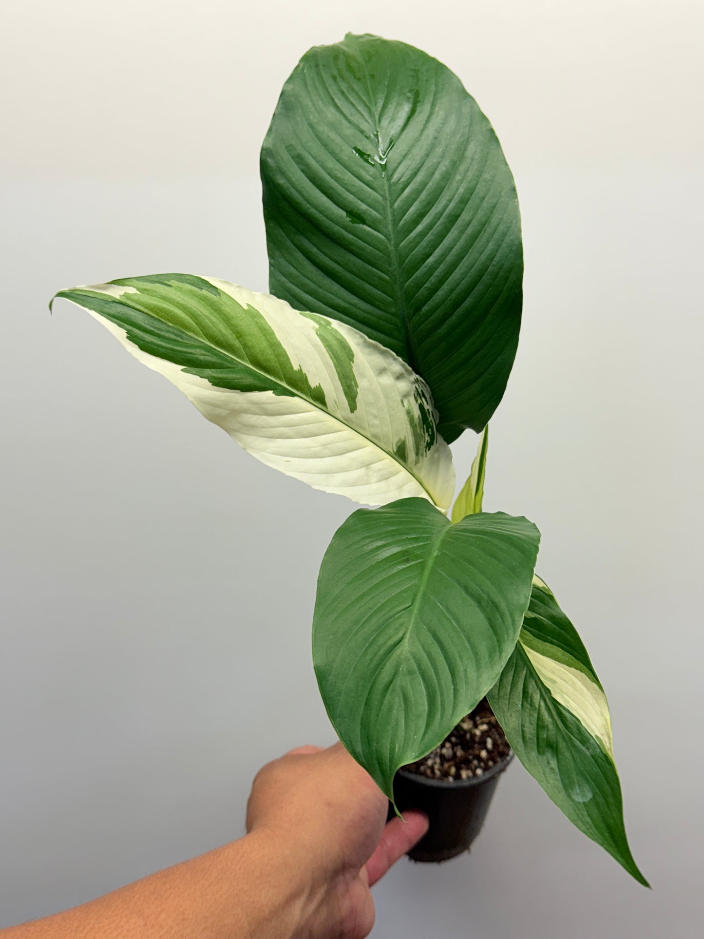 Spathiphyllum Picasso Variegated Peace Lilly P1