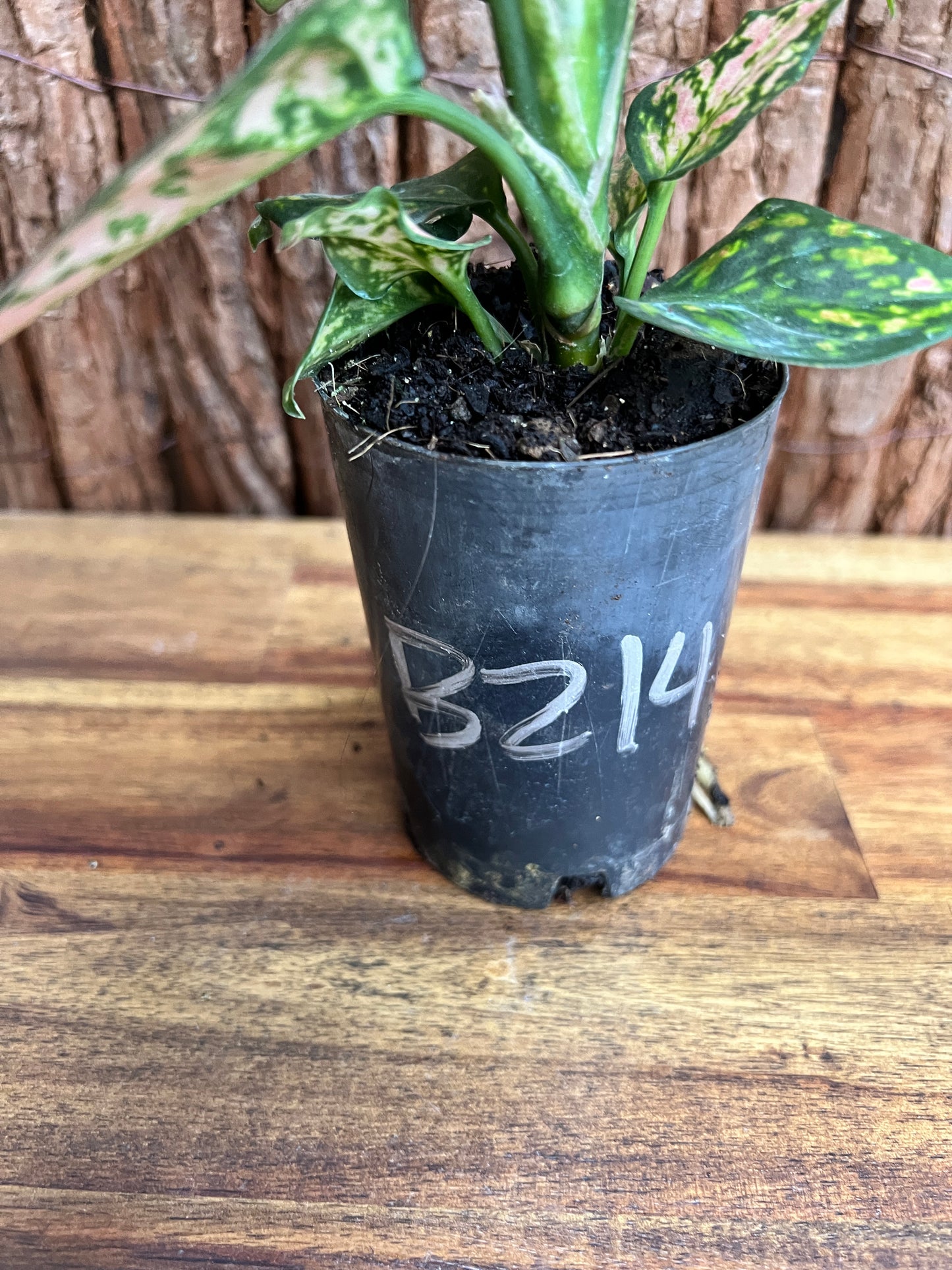 Aglaonema Auspicious Red B214