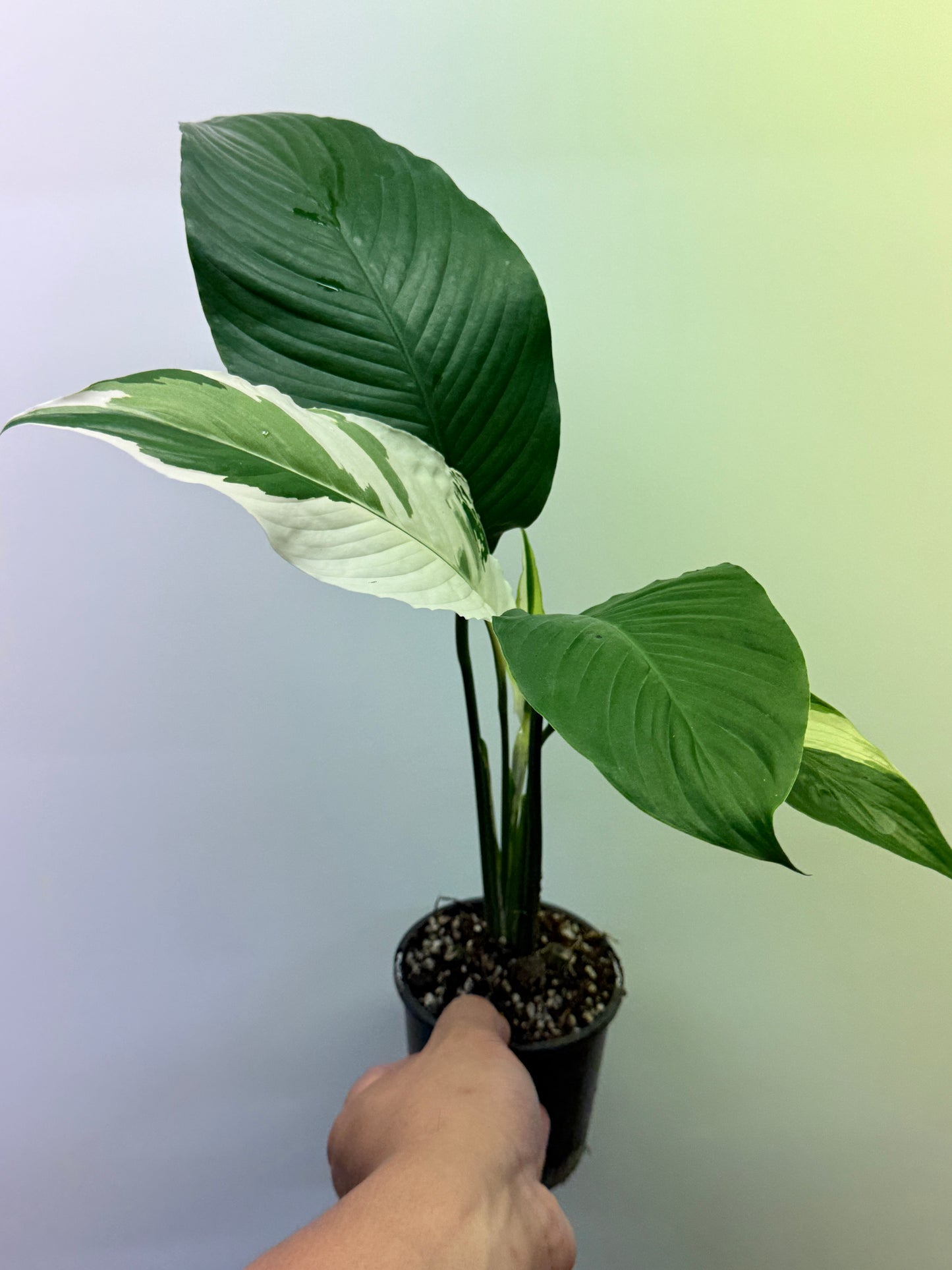 Spathiphyllum Picasso Variegated Peace Lilly P1