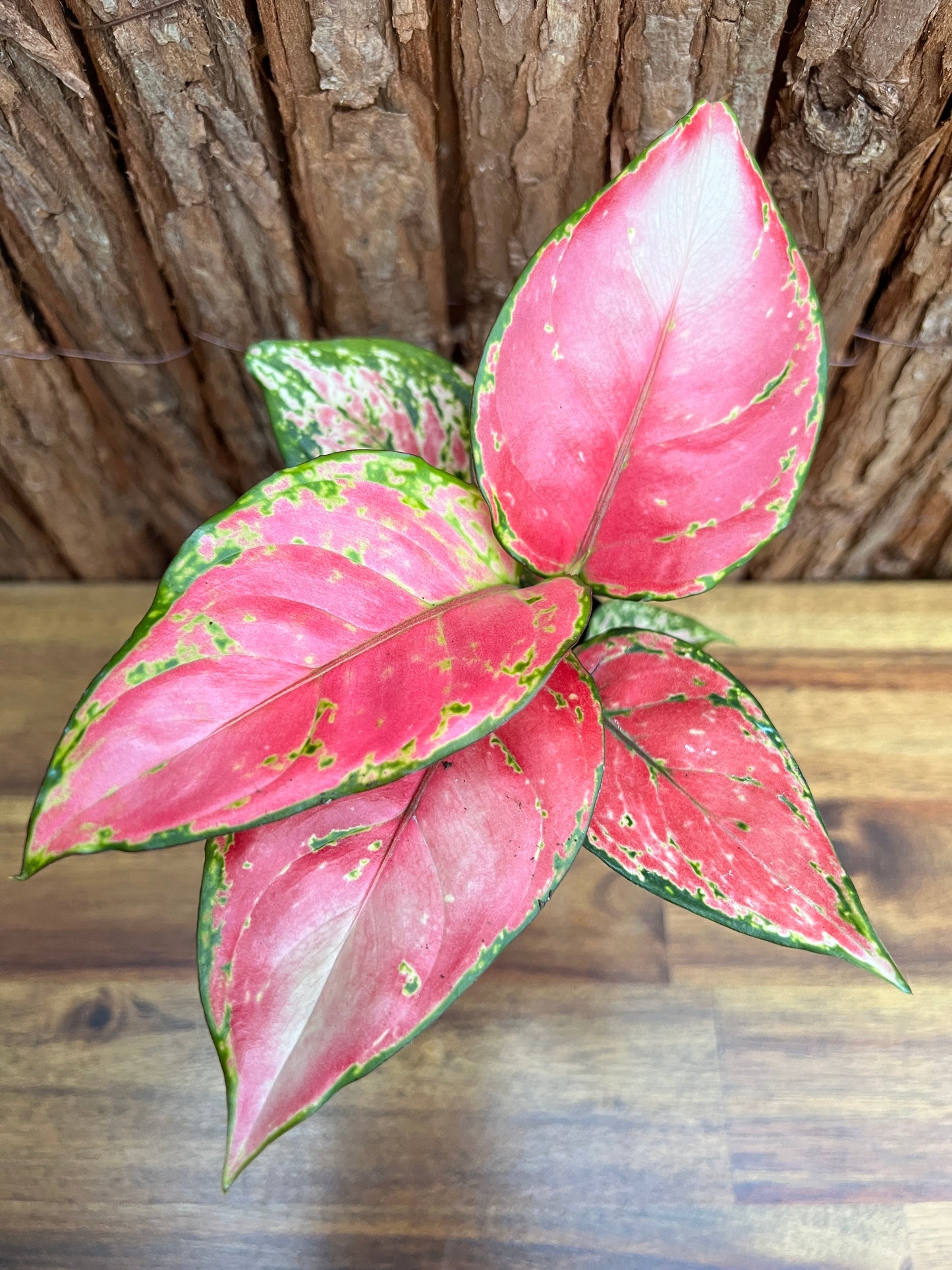 Aglaonema Auspicious Red B215