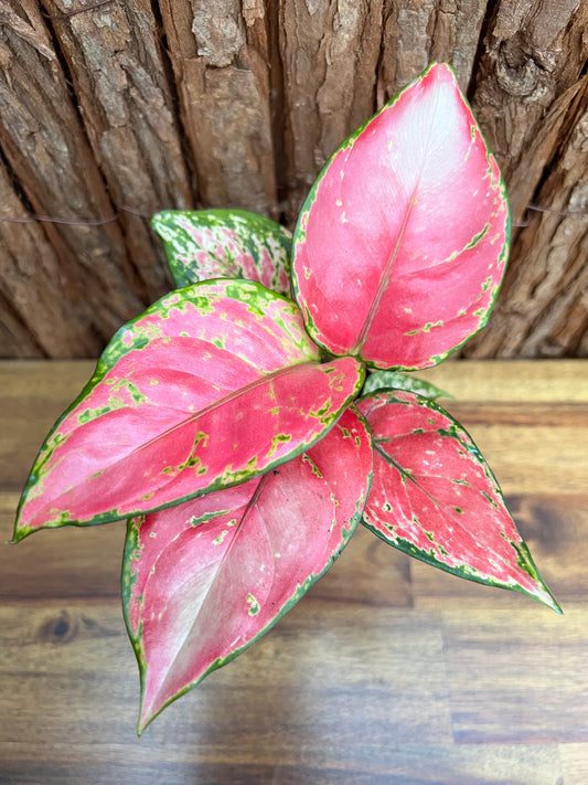 Aglaonema Auspicious Red B215