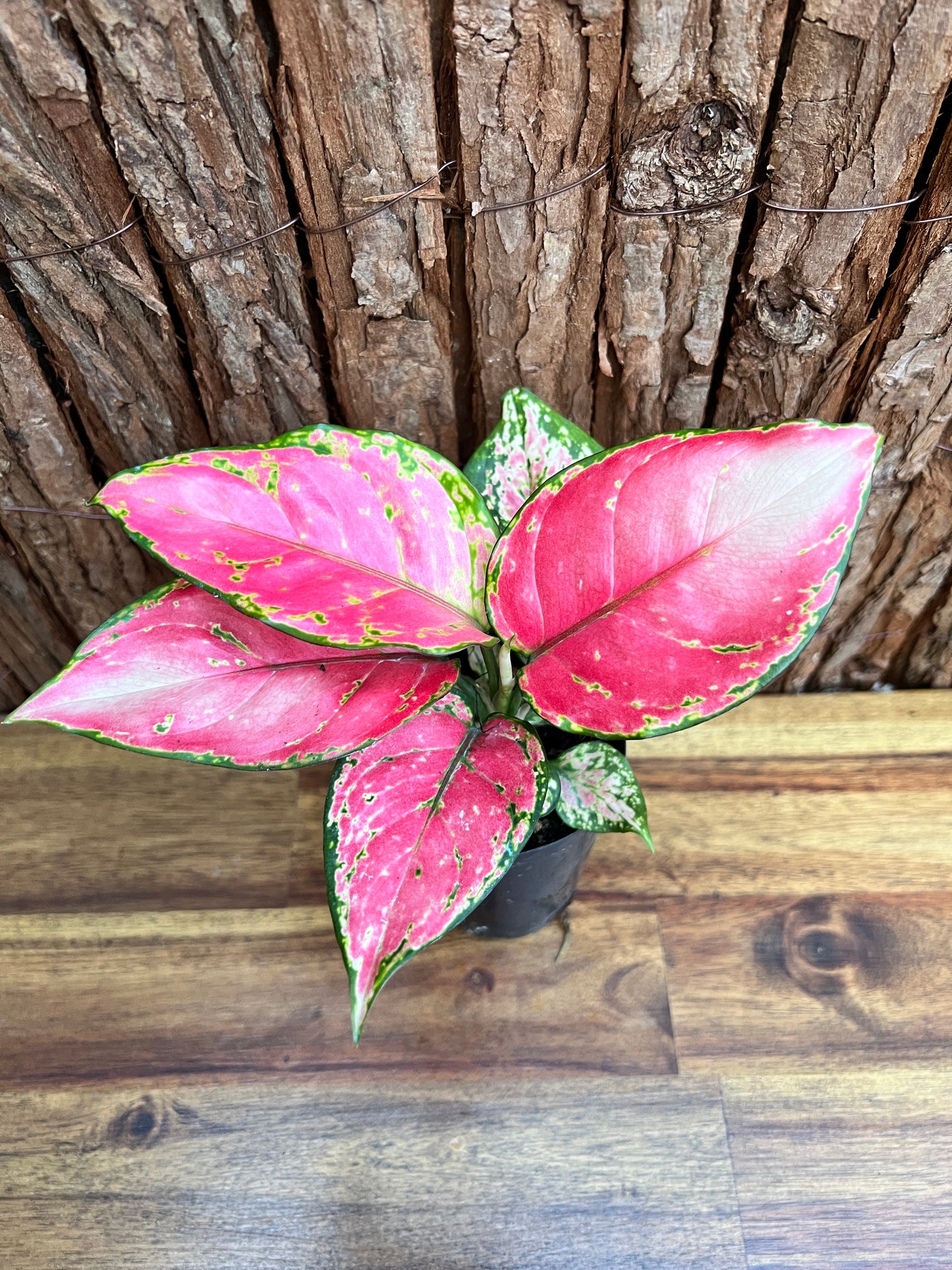 Aglaonema Auspicious Red B215