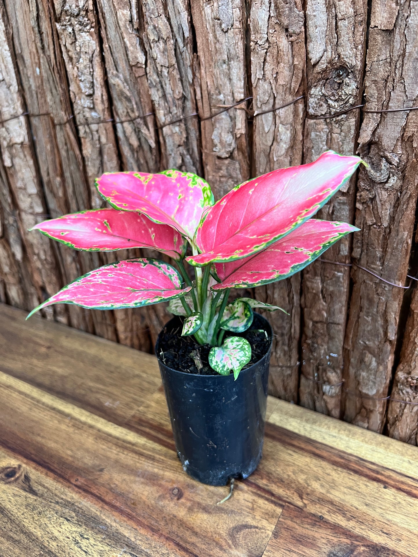 Aglaonema Auspicious Red B215