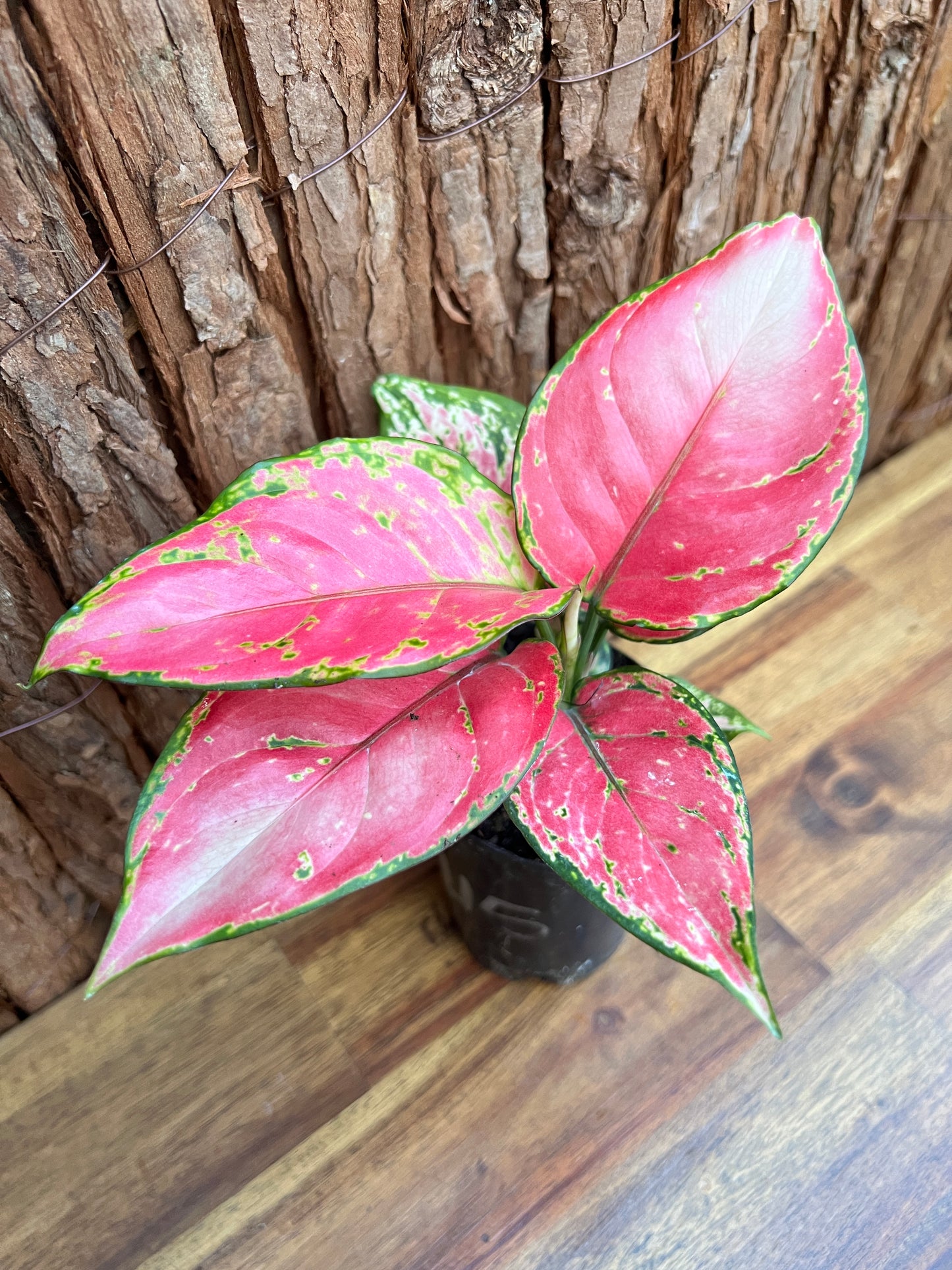 Aglaonema Auspicious Red B215