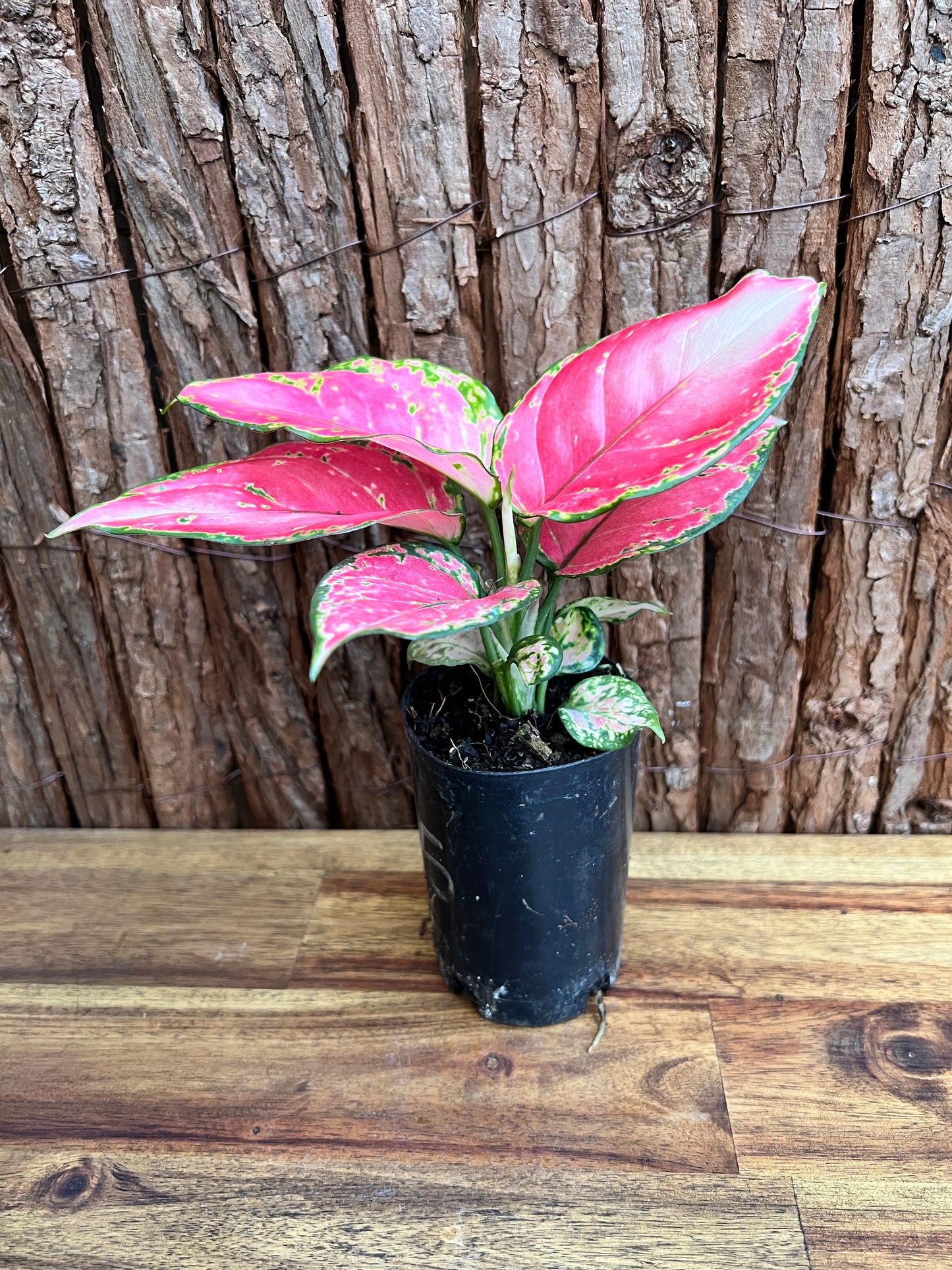 Aglaonema Auspicious Red B215