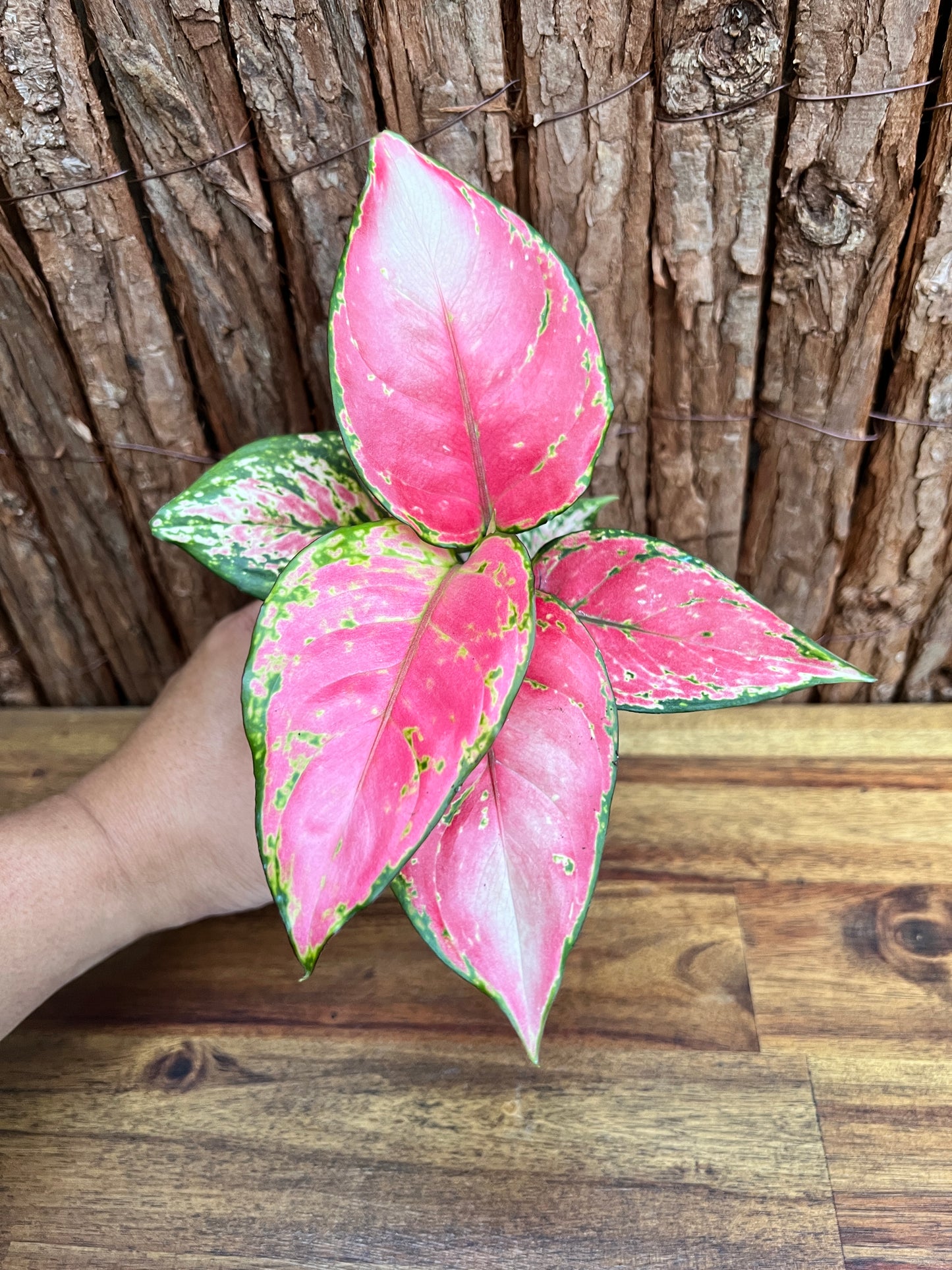 Aglaonema Auspicious Red B215