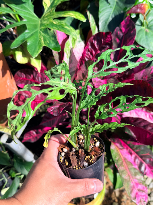 Monstera obliqua 'Peru' O6