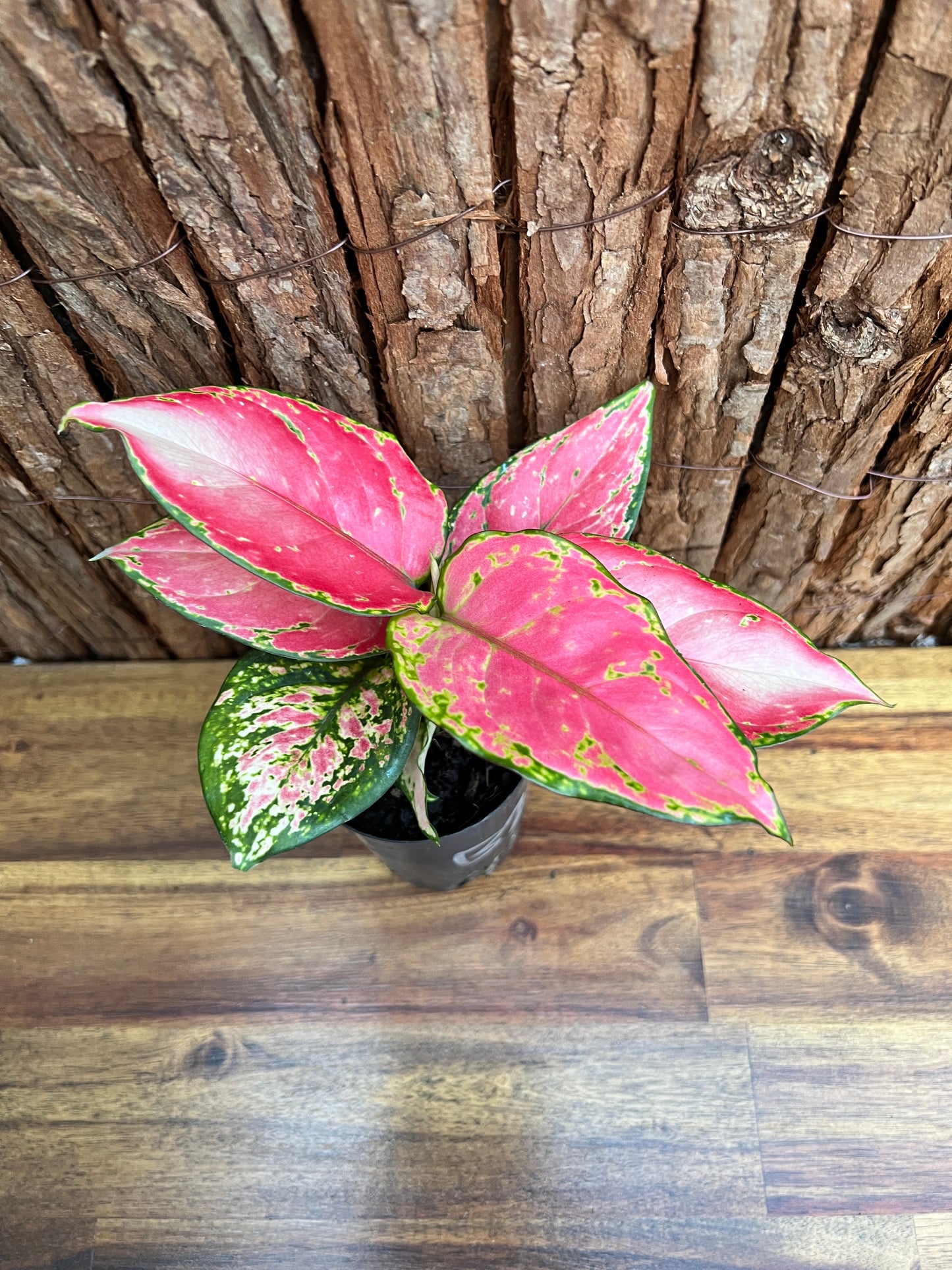 Aglaonema Auspicious Red B215