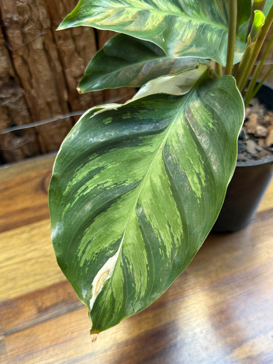 Calathea White Fusion NONTC I5