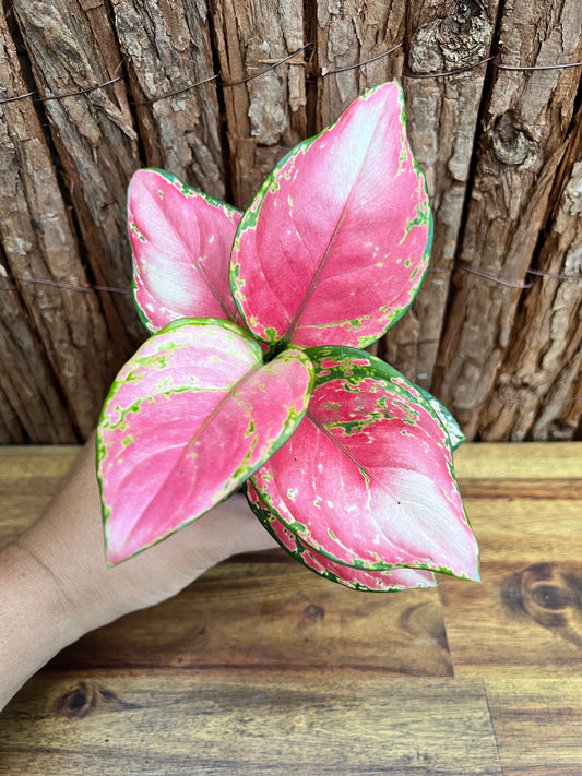 Aglaonema Auspicious Red B216