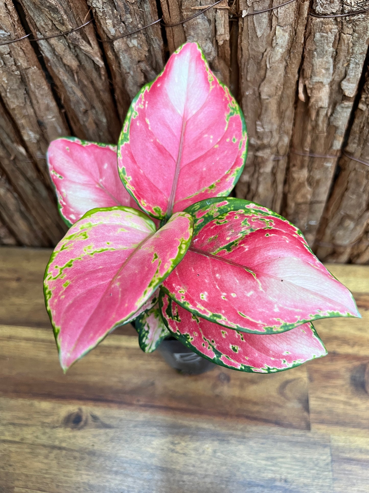 Aglaonema Auspicious Red B216