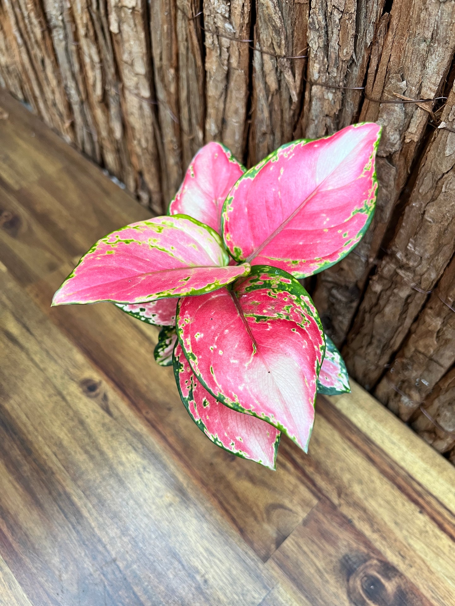 Aglaonema Auspicious Red B216