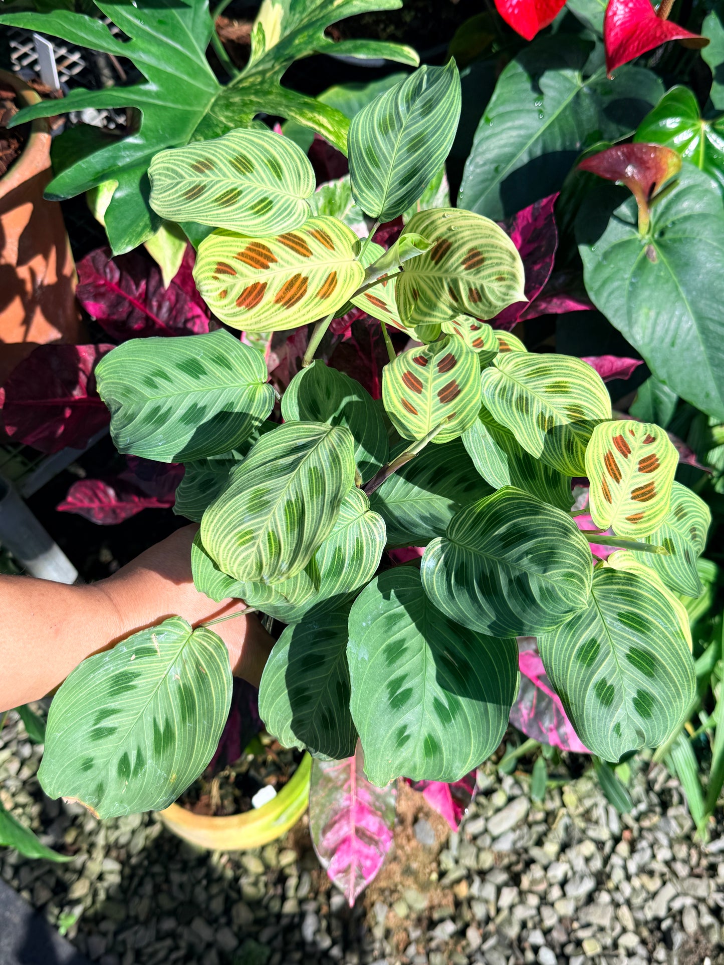 Maranta 'Light Vein Variegata' O7