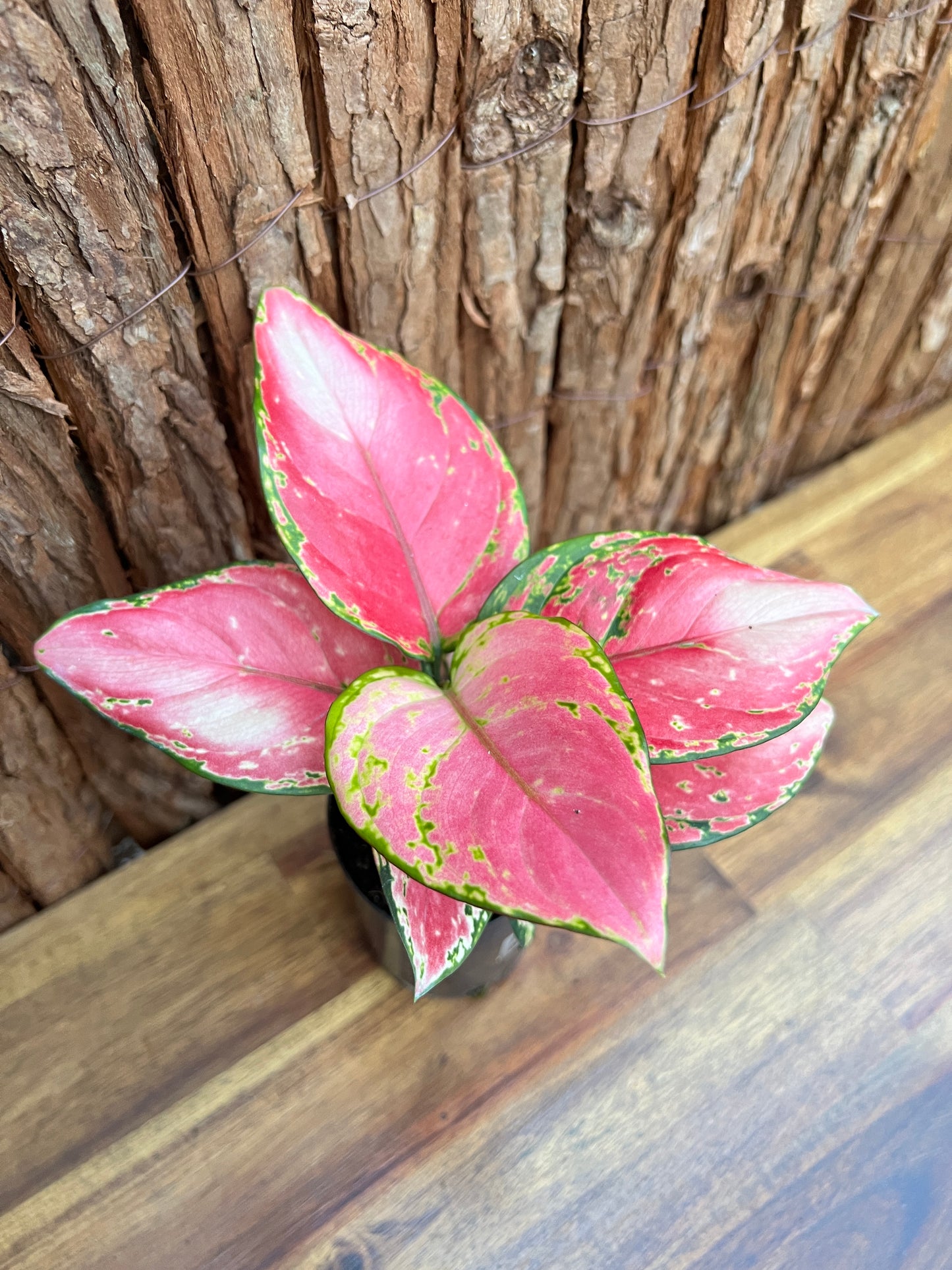 Aglaonema Auspicious Red B216