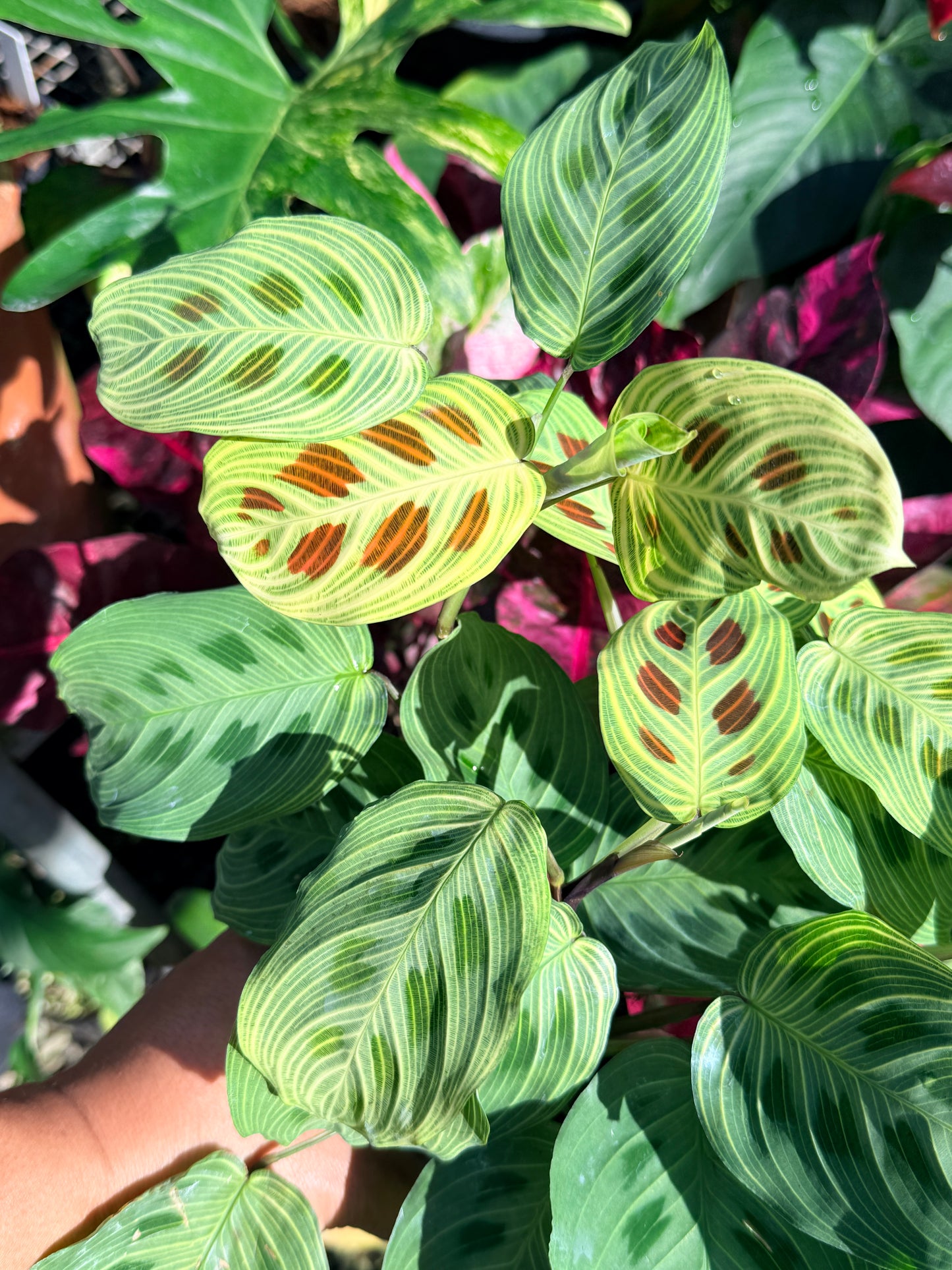 Maranta 'Light Vein Variegata' O7