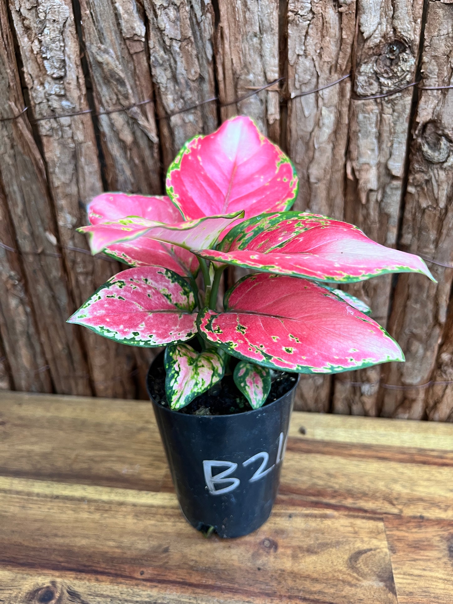 Aglaonema Auspicious Red B216