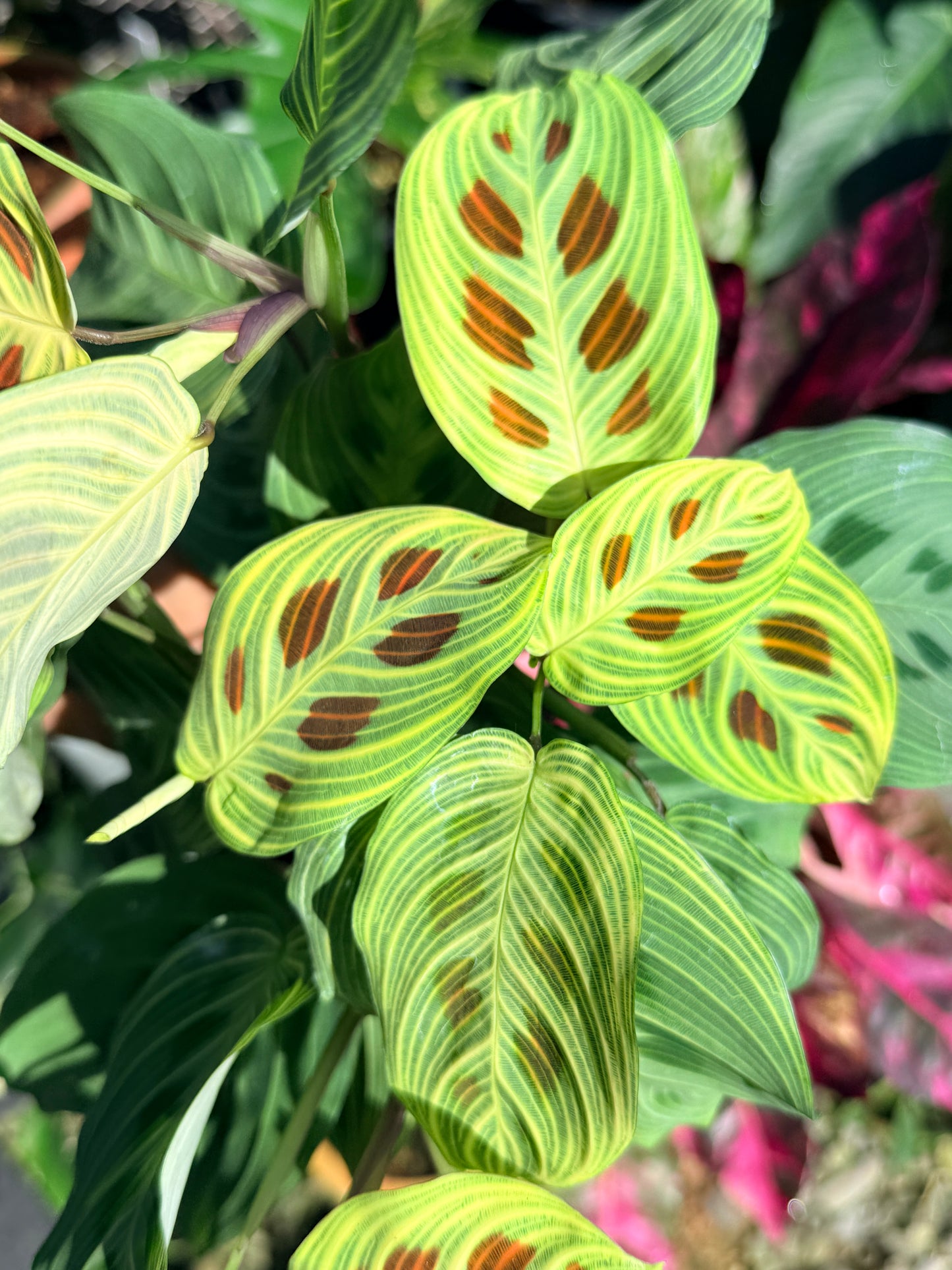 Maranta 'Light Vein Variegata' O7