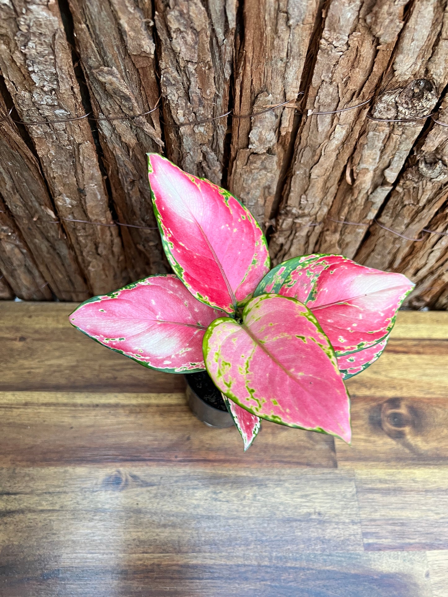 Aglaonema Auspicious Red B216