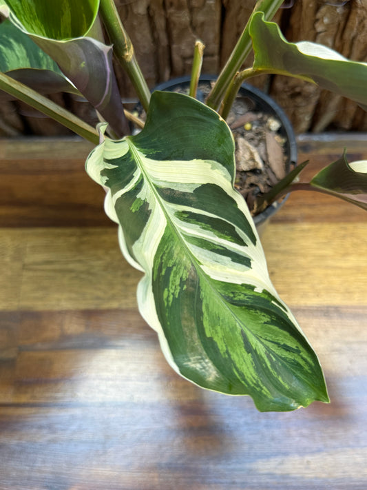 Calathea White Fusion NONTC I6