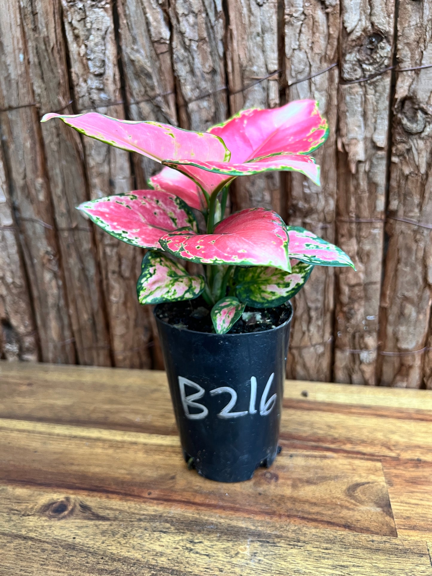 Aglaonema Auspicious Red B216