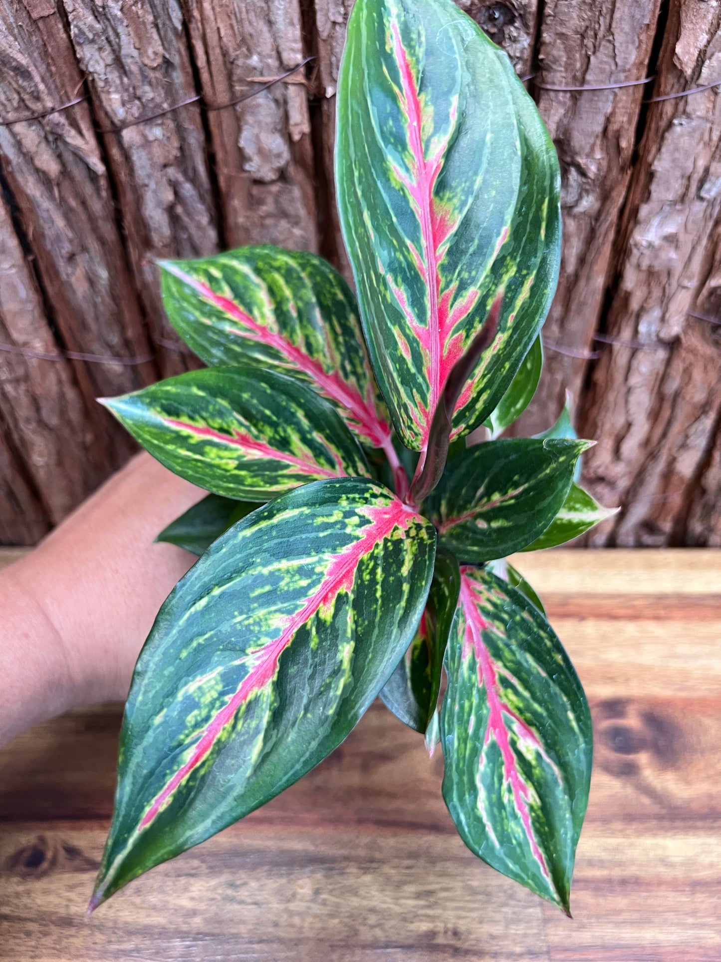 Aglaonema Ammaj Jareon (New Release) B217