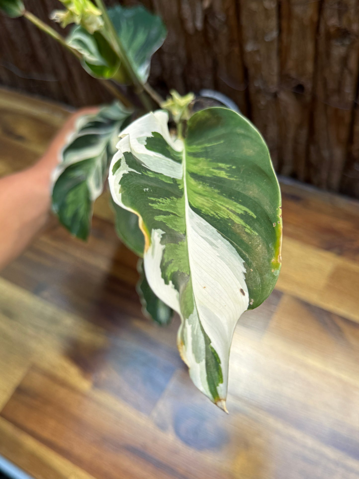 Calathea White Fusion NONTC I6