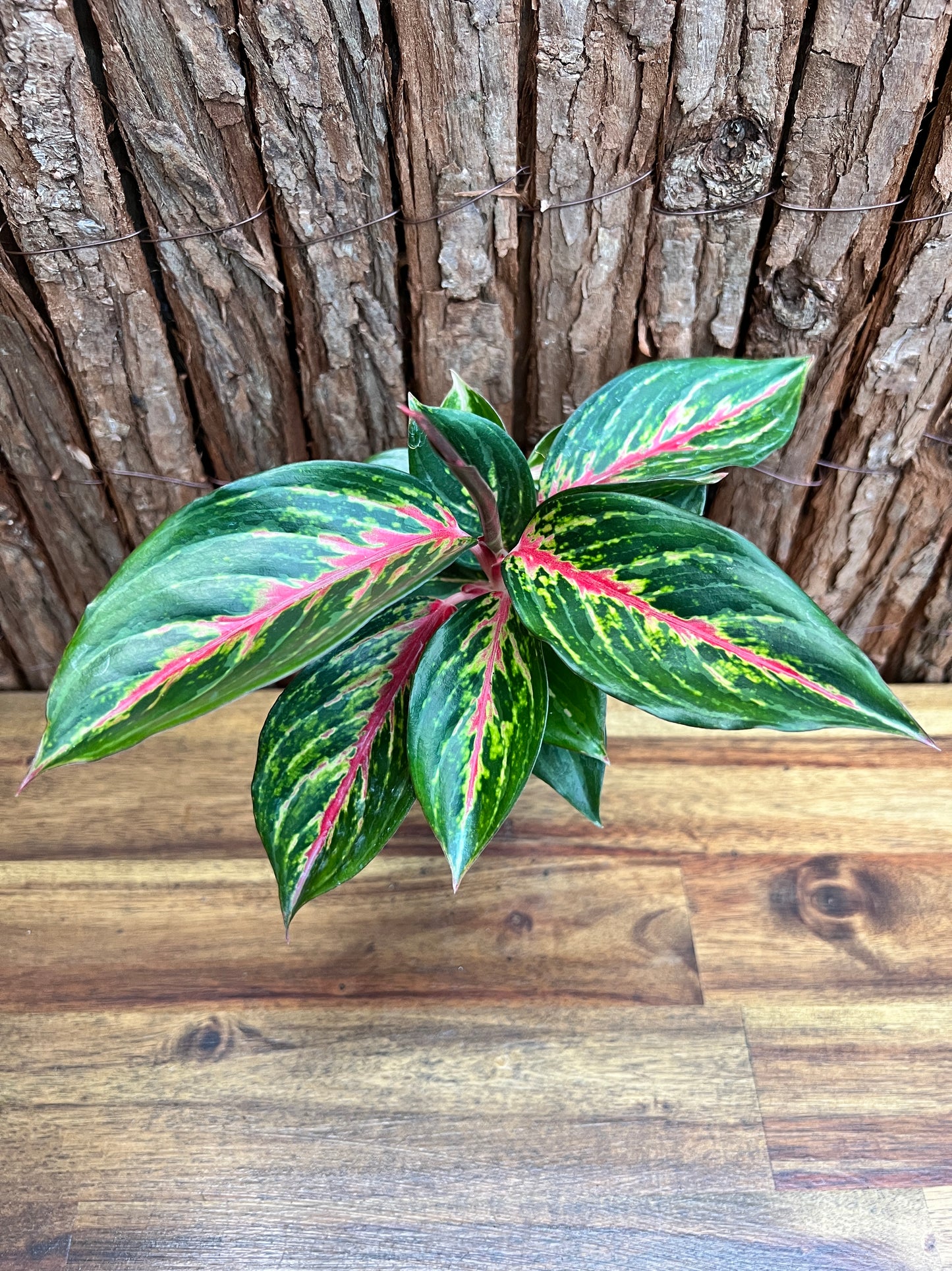 Aglaonema Ammaj Jareon (New Release) B217