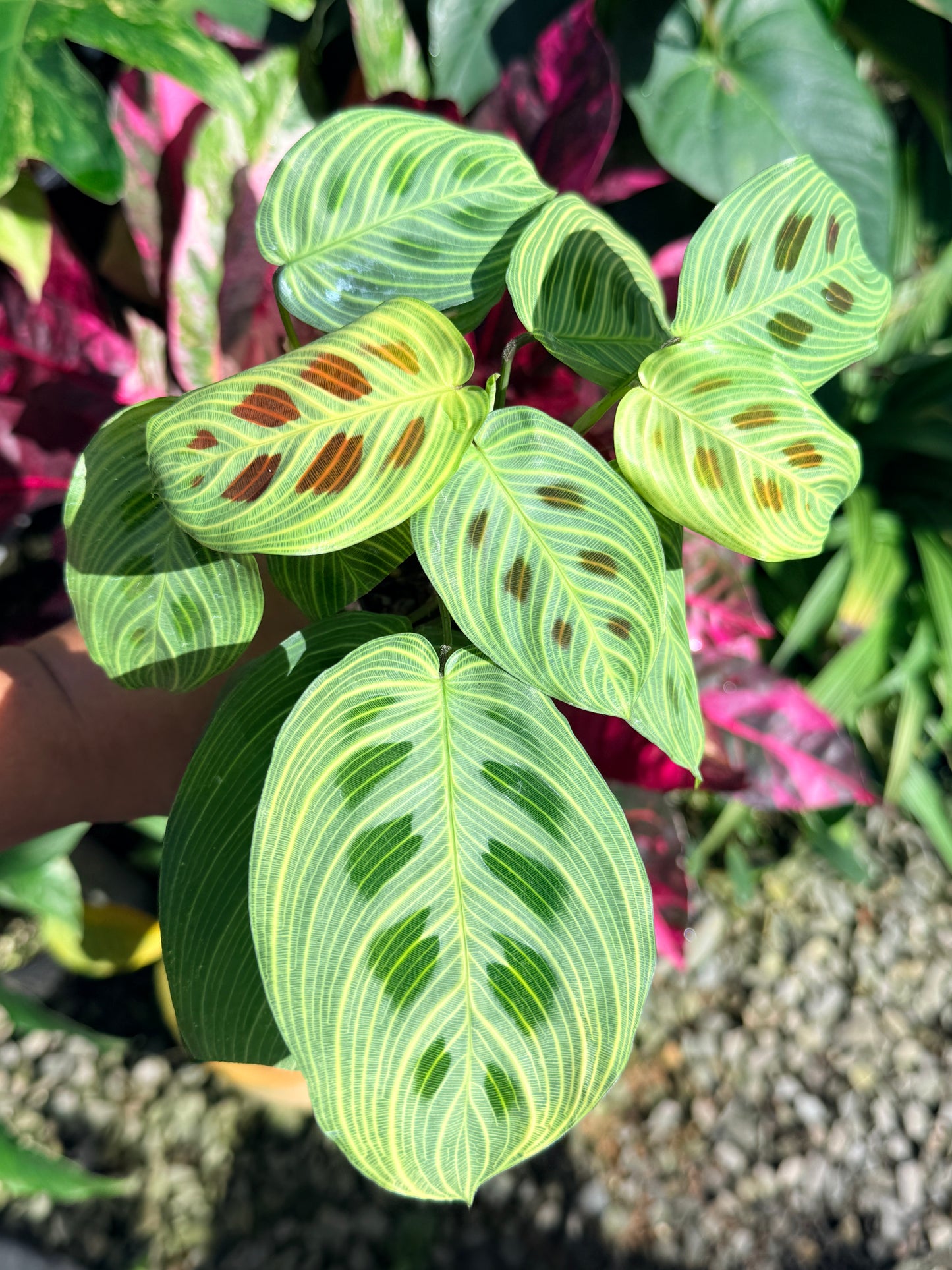 Maranta 'Light Vein Variegata' O9