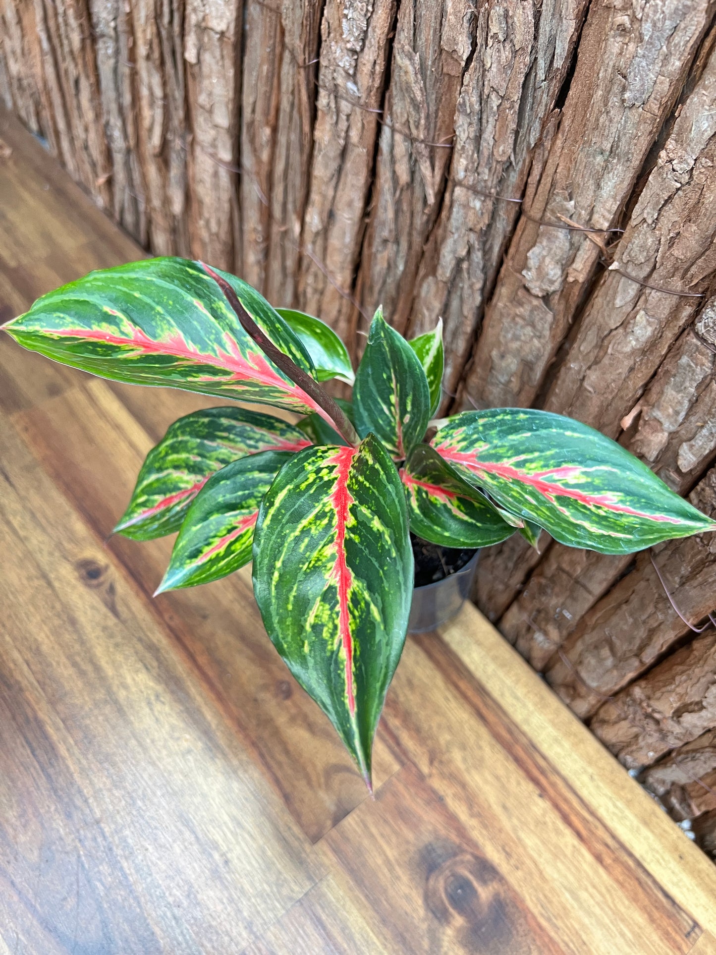 Aglaonema Ammaj Jareon (New Release) B217