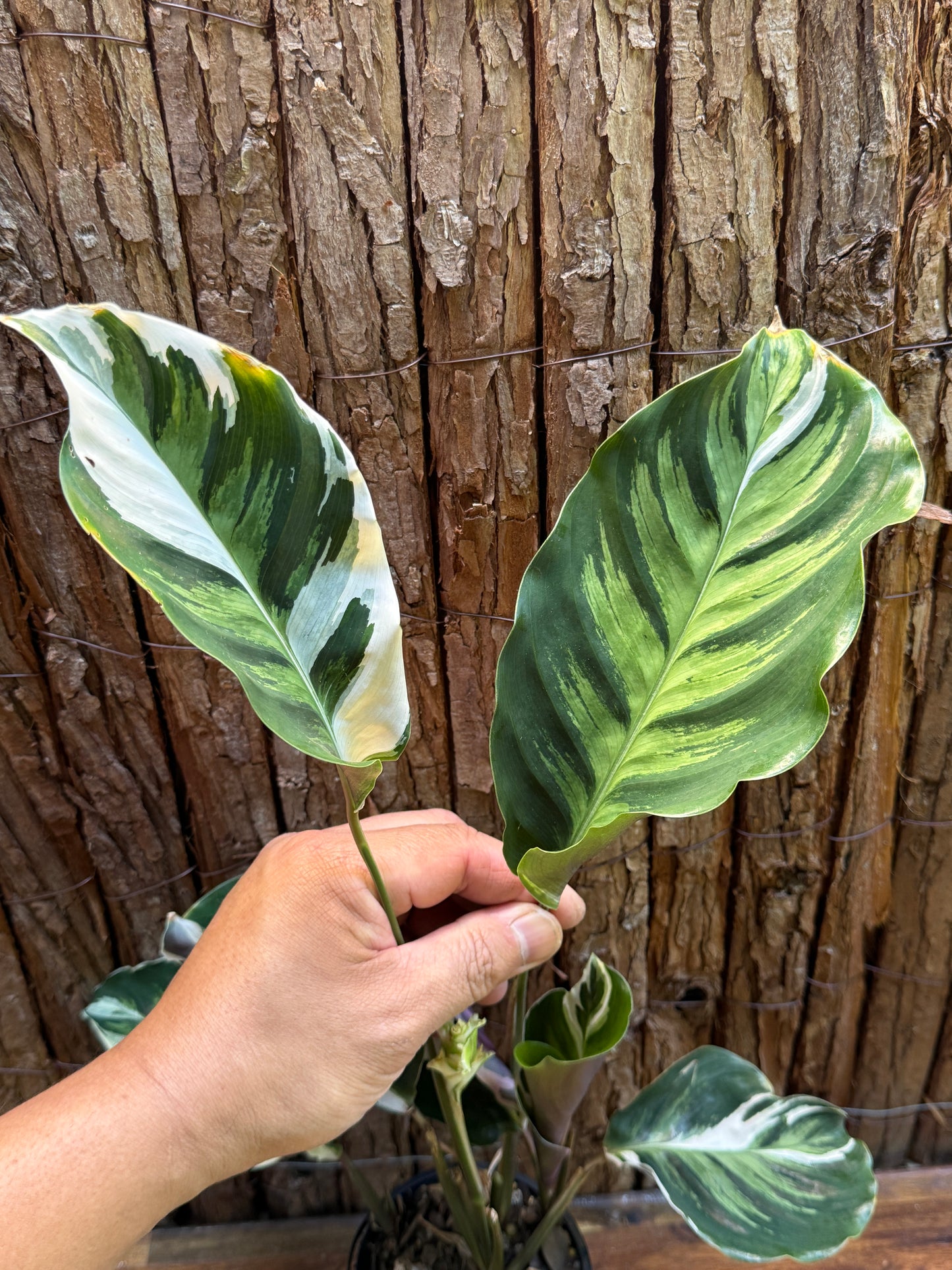 Calathea White Fusion NONTC I6