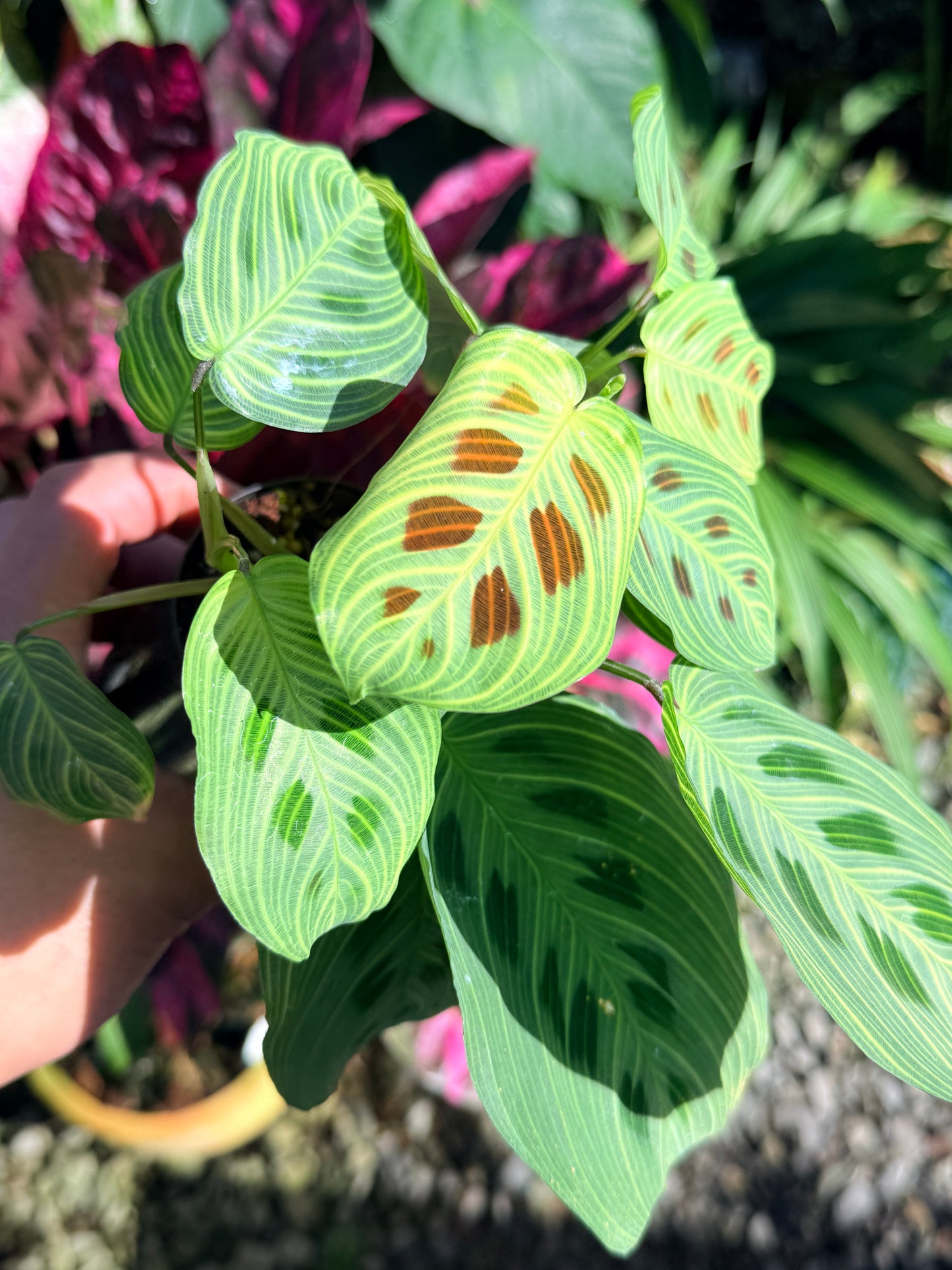 Maranta 'Light Vein Variegata' O9