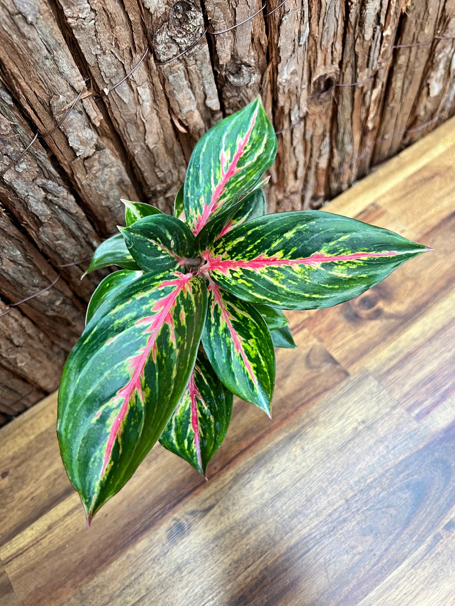 Aglaonema Ammaj Jareon (New Release) B217