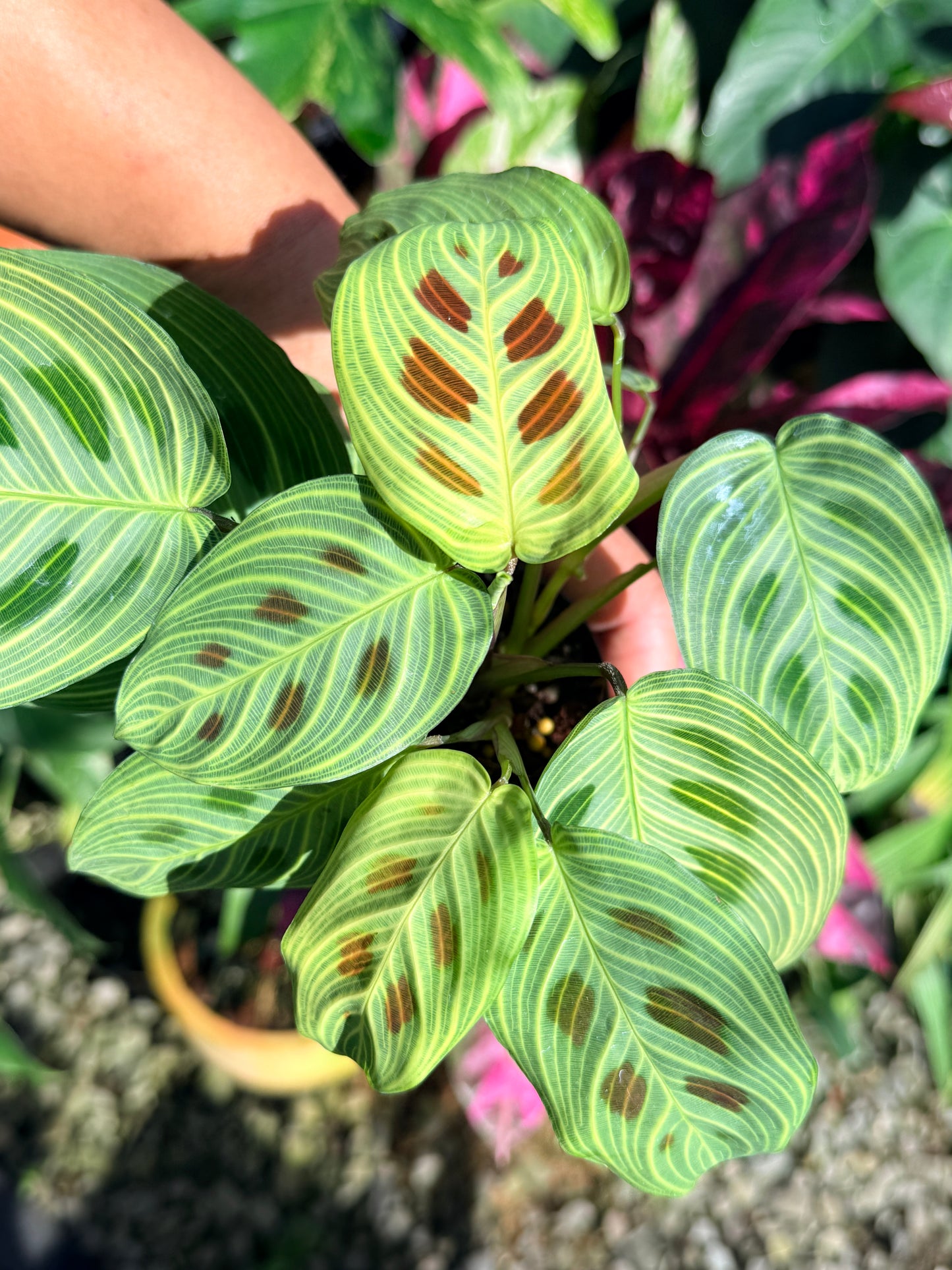 Maranta 'Light Vein Variegata' O9