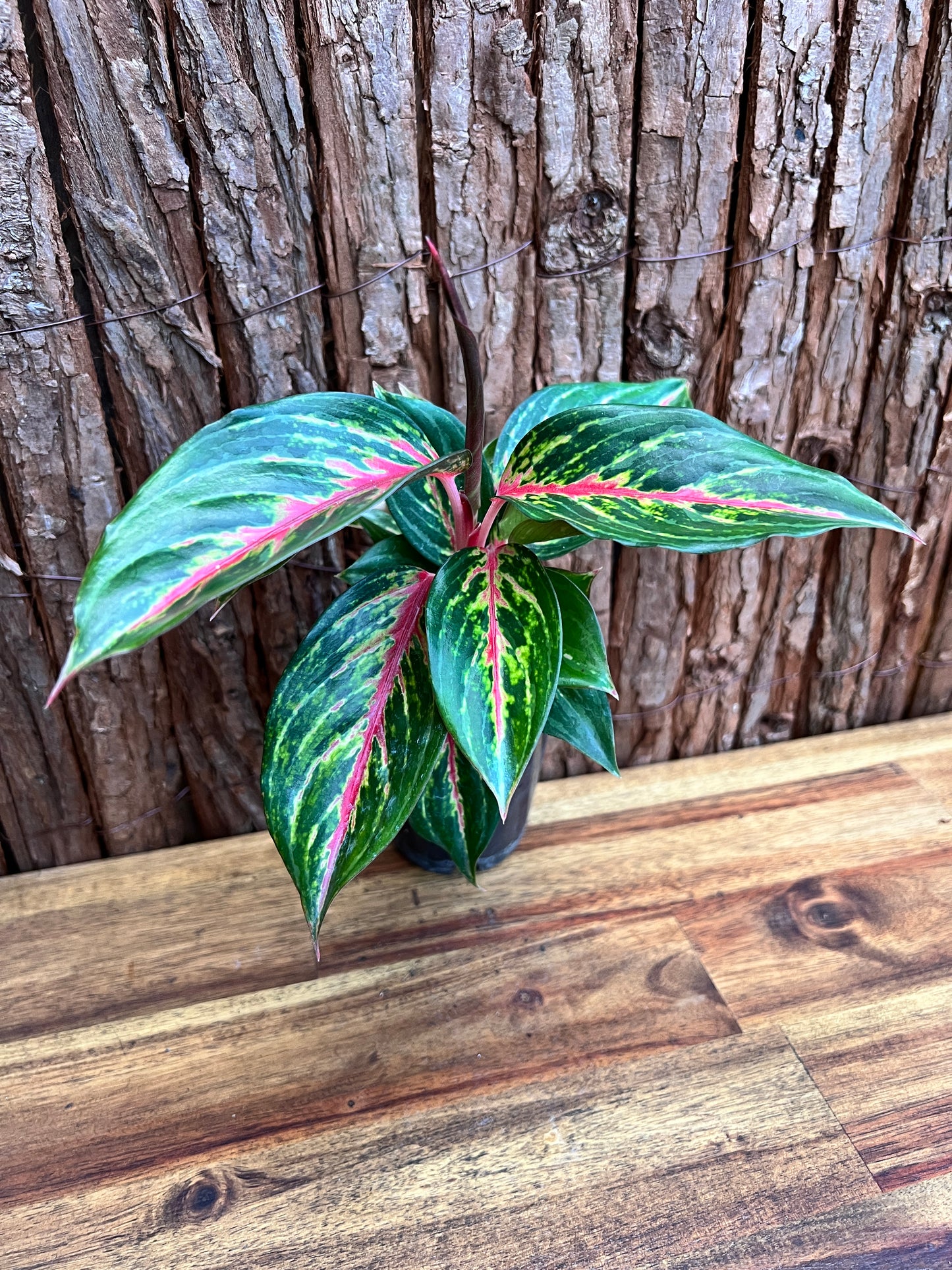 Aglaonema Ammaj Jareon (New Release) B217