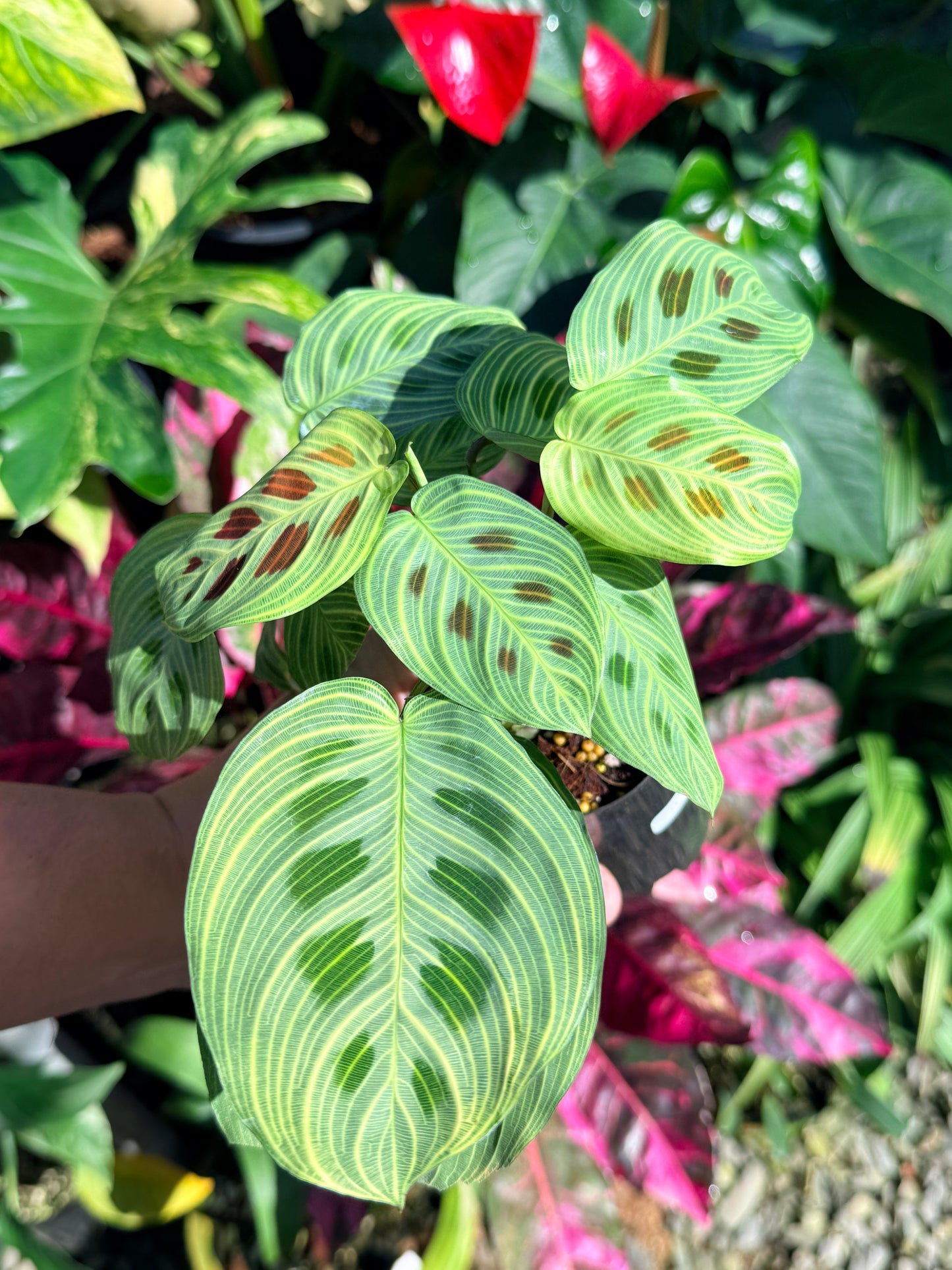 Maranta 'Light Vein Variegata' O9