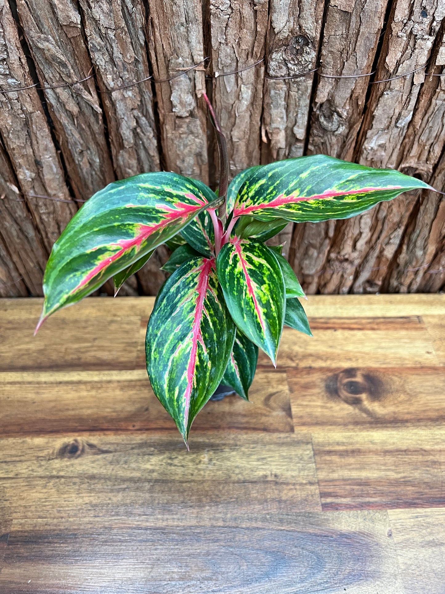 Aglaonema Ammaj Jareon (New Release) B217