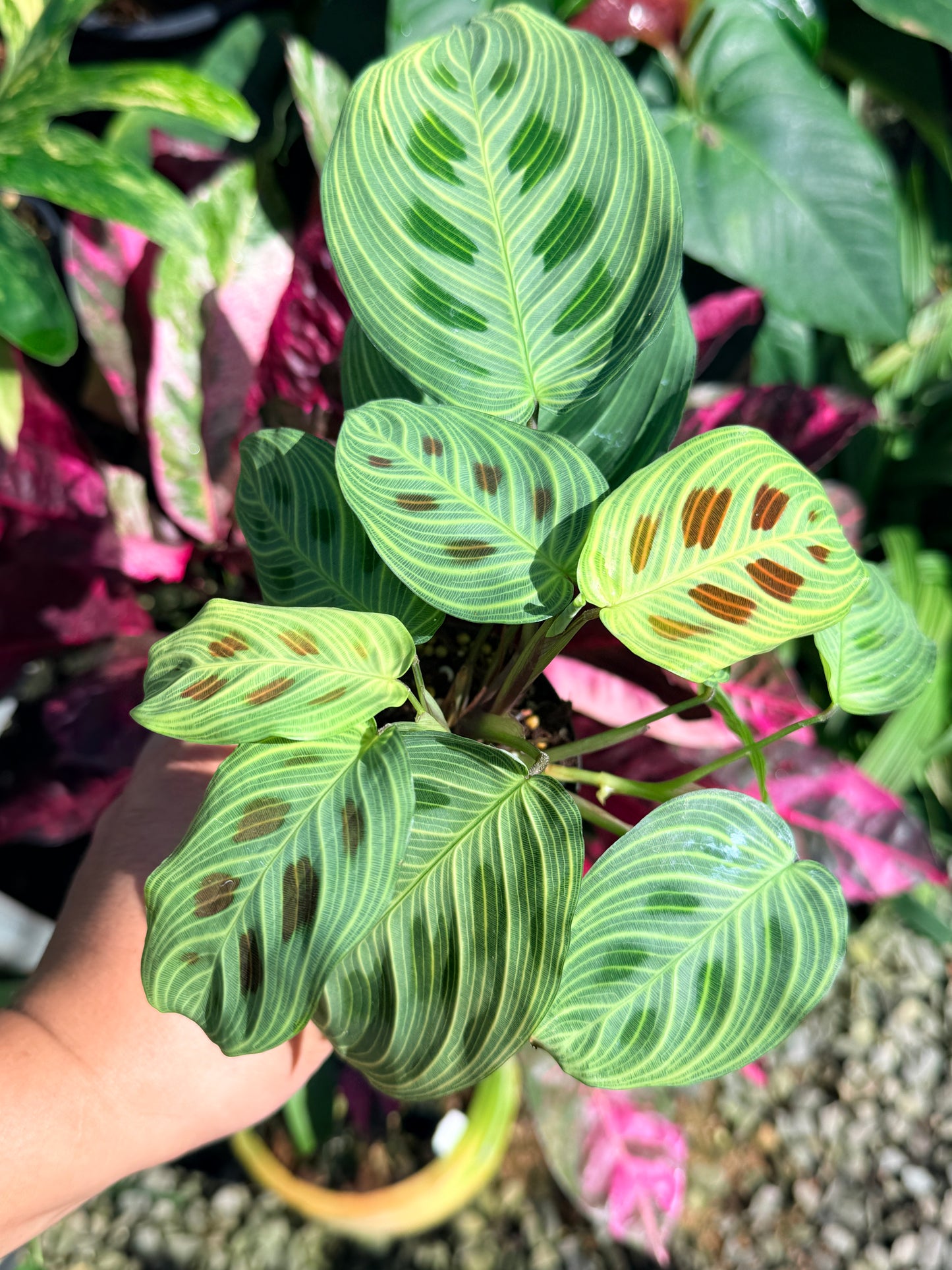 Maranta 'Light Vein Variegata' O9