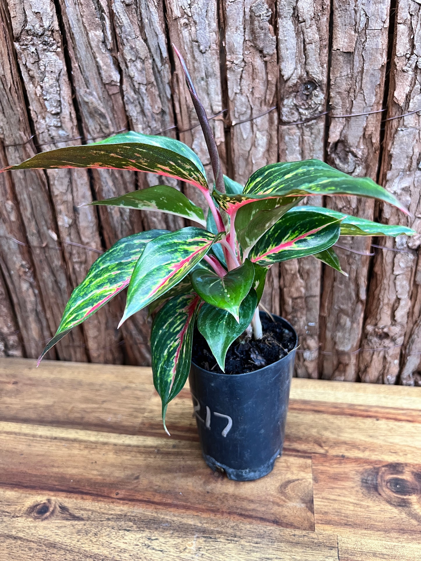 Aglaonema Ammaj Jareon (New Release) B217