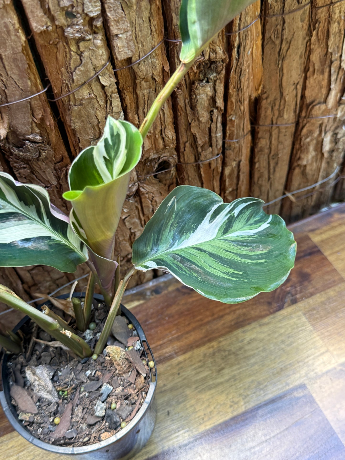 Calathea White Fusion NONTC I6