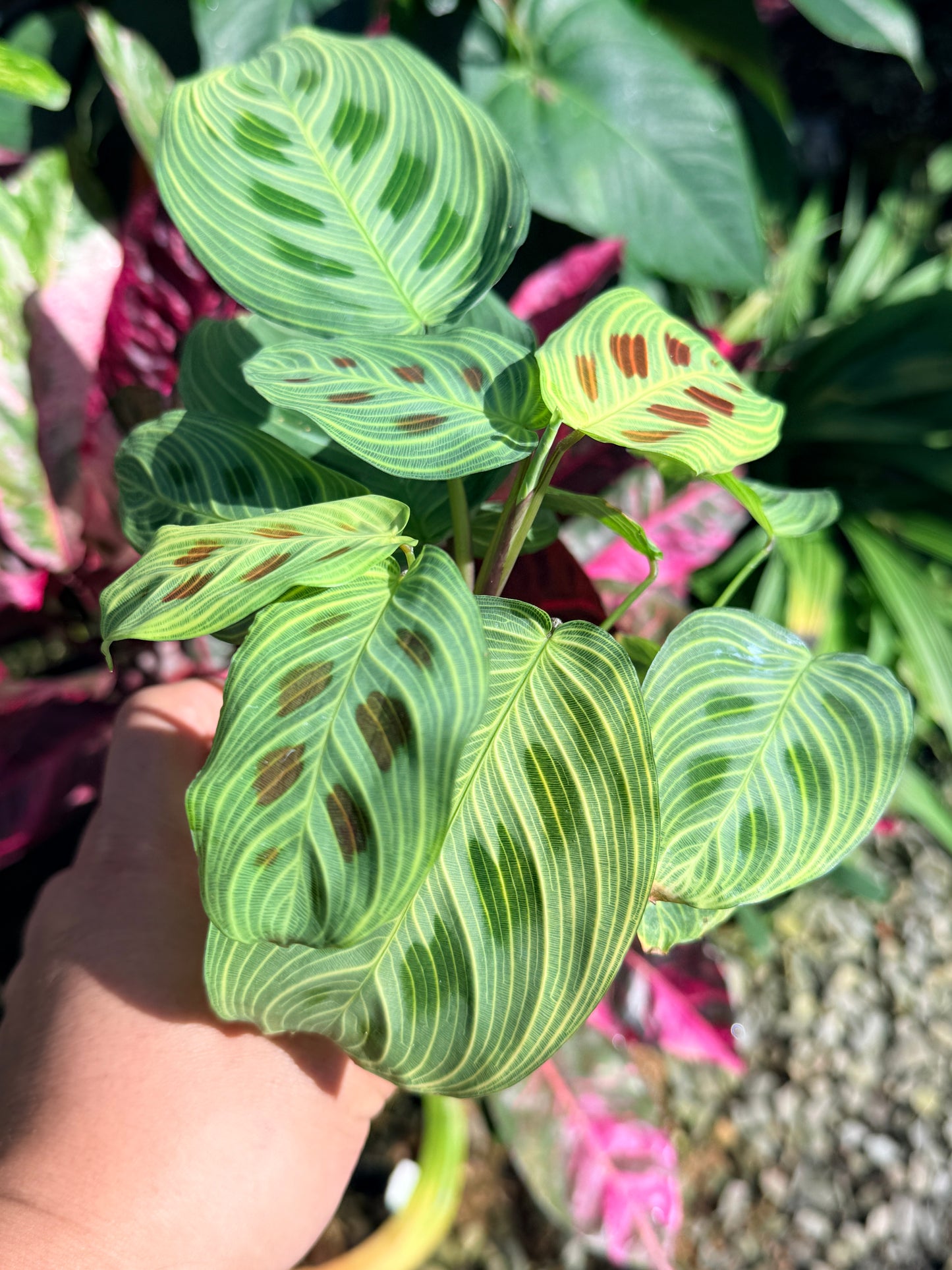 Maranta 'Light Vein Variegata' O9