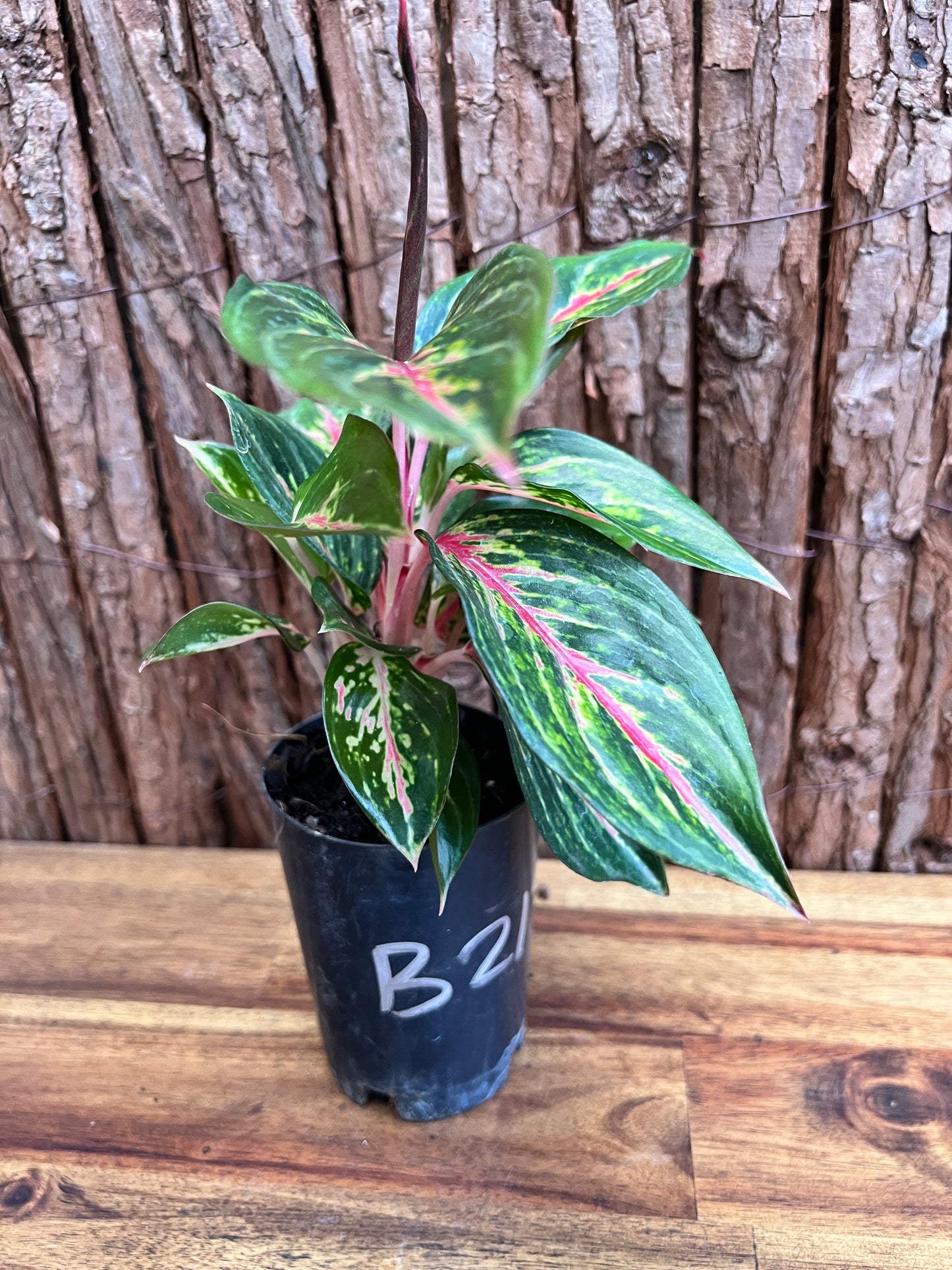 Aglaonema Ammaj Jareon (New Release) B217