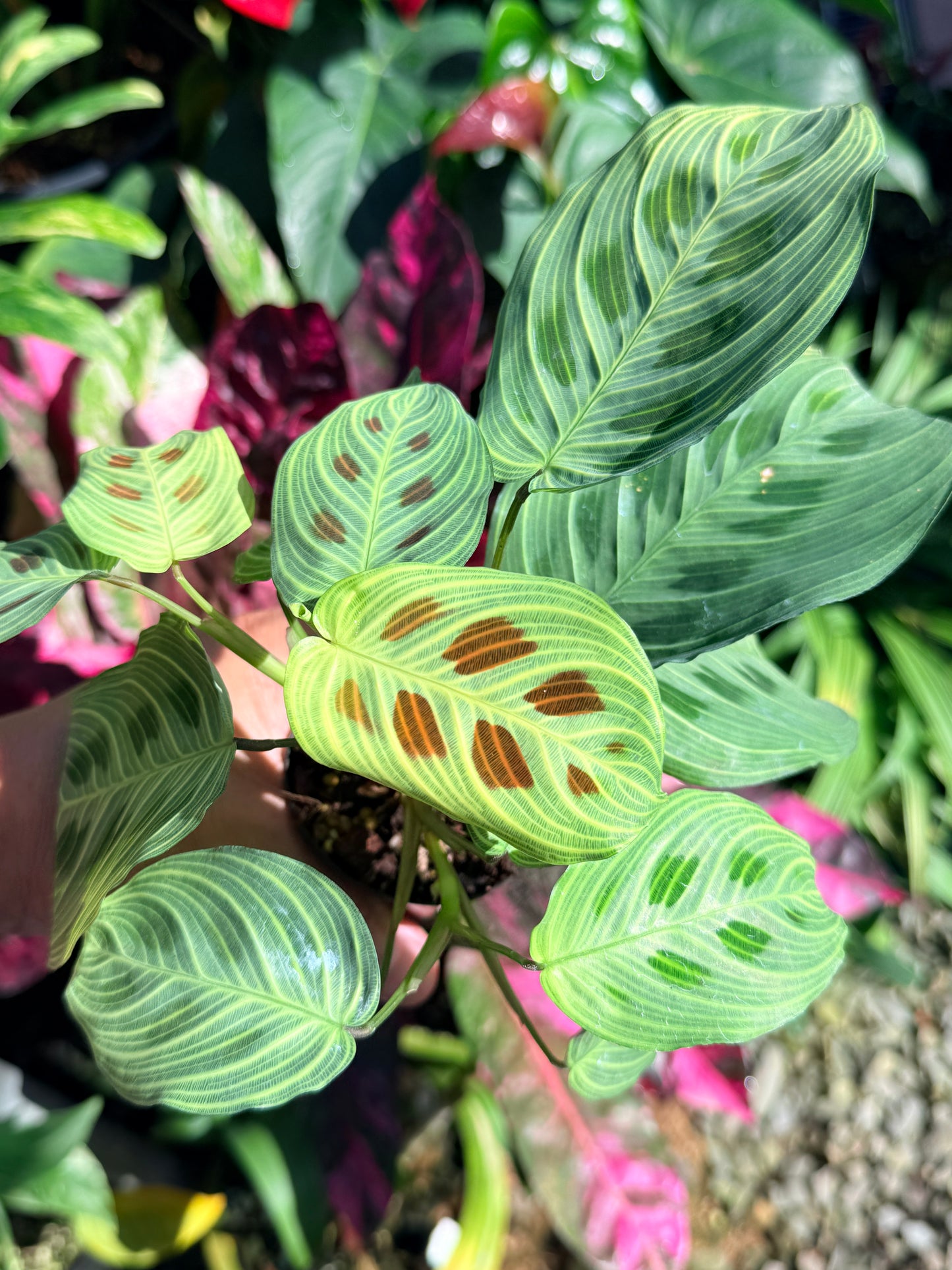 Maranta 'Light Vein Variegata' O9
